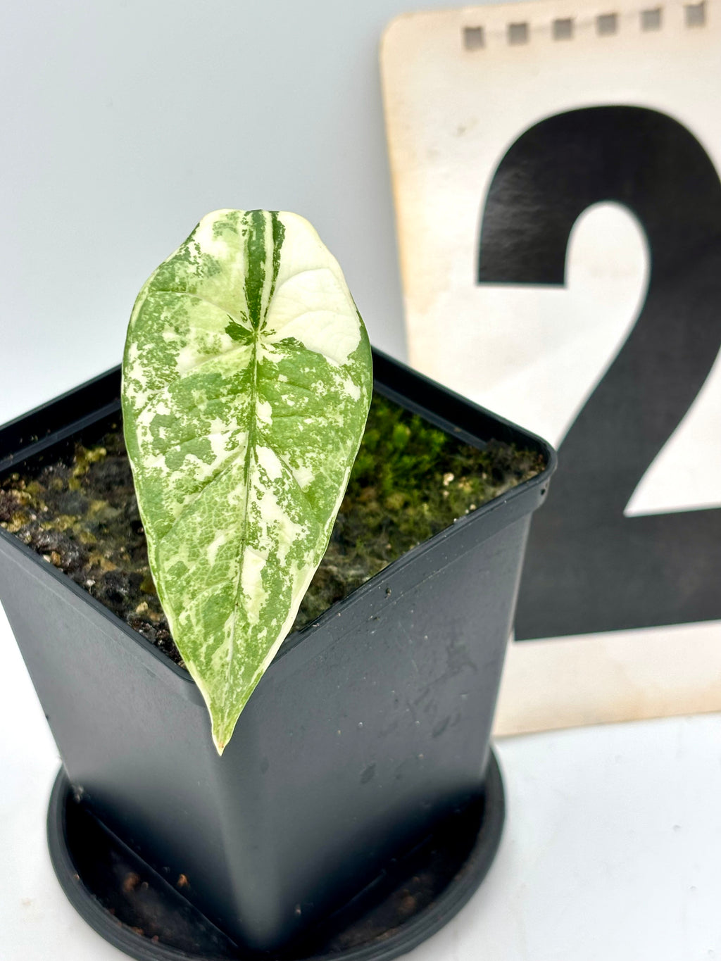 Alocasia Platinum Albo Variegata Pflanze von Exotic-Flowers mit grünen und weißen variierten Blättern, im Top.