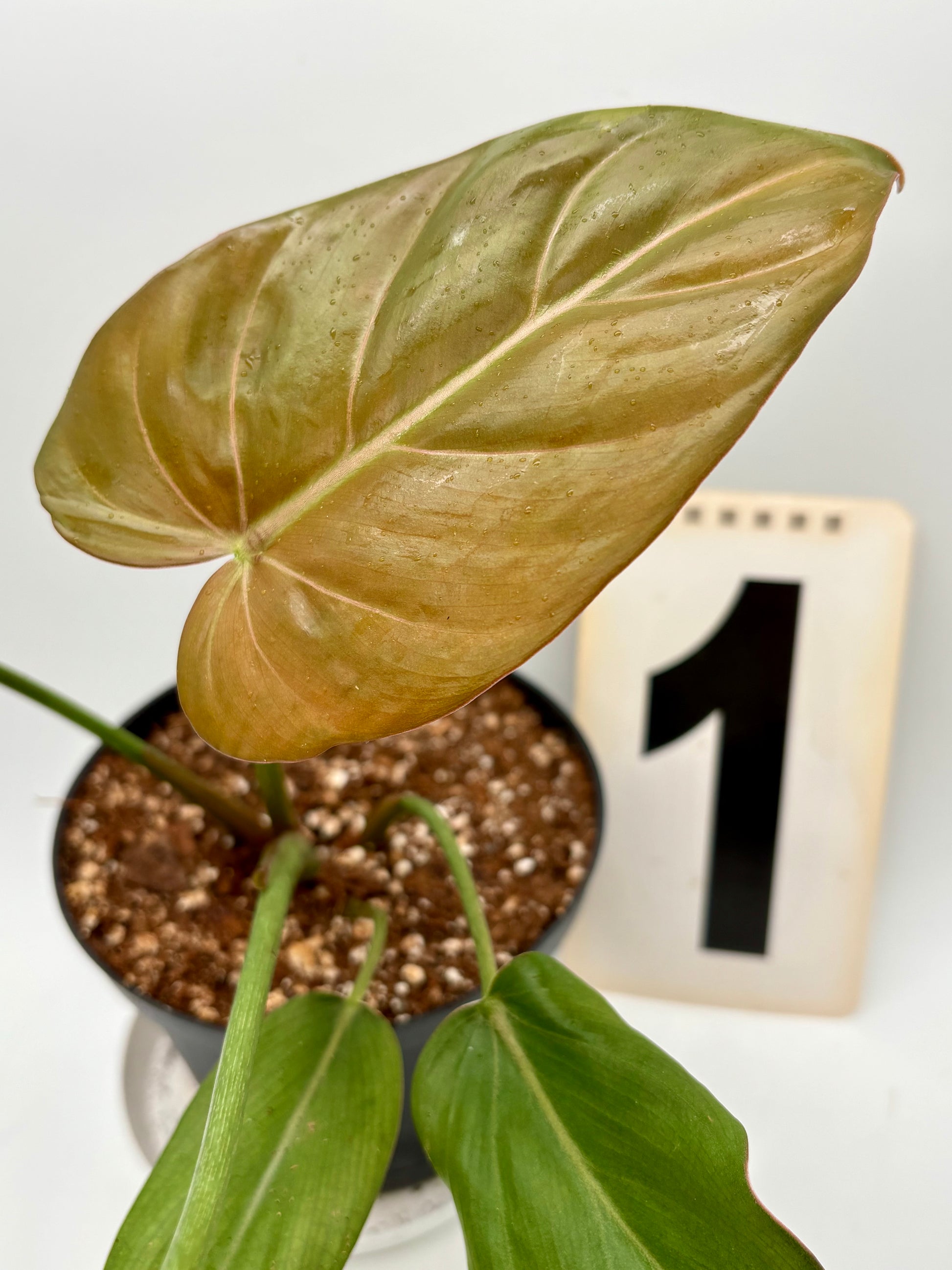 Philodendron Summer Glori