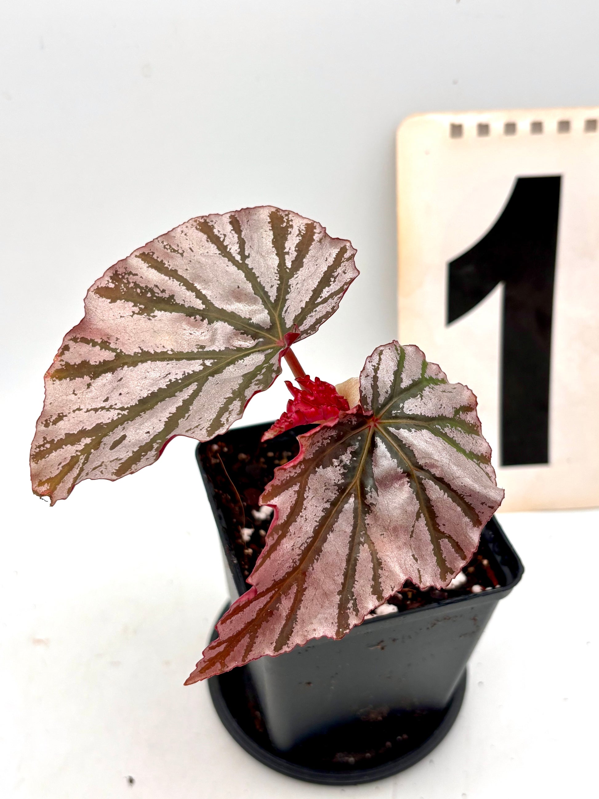 Begonia Looking Glass