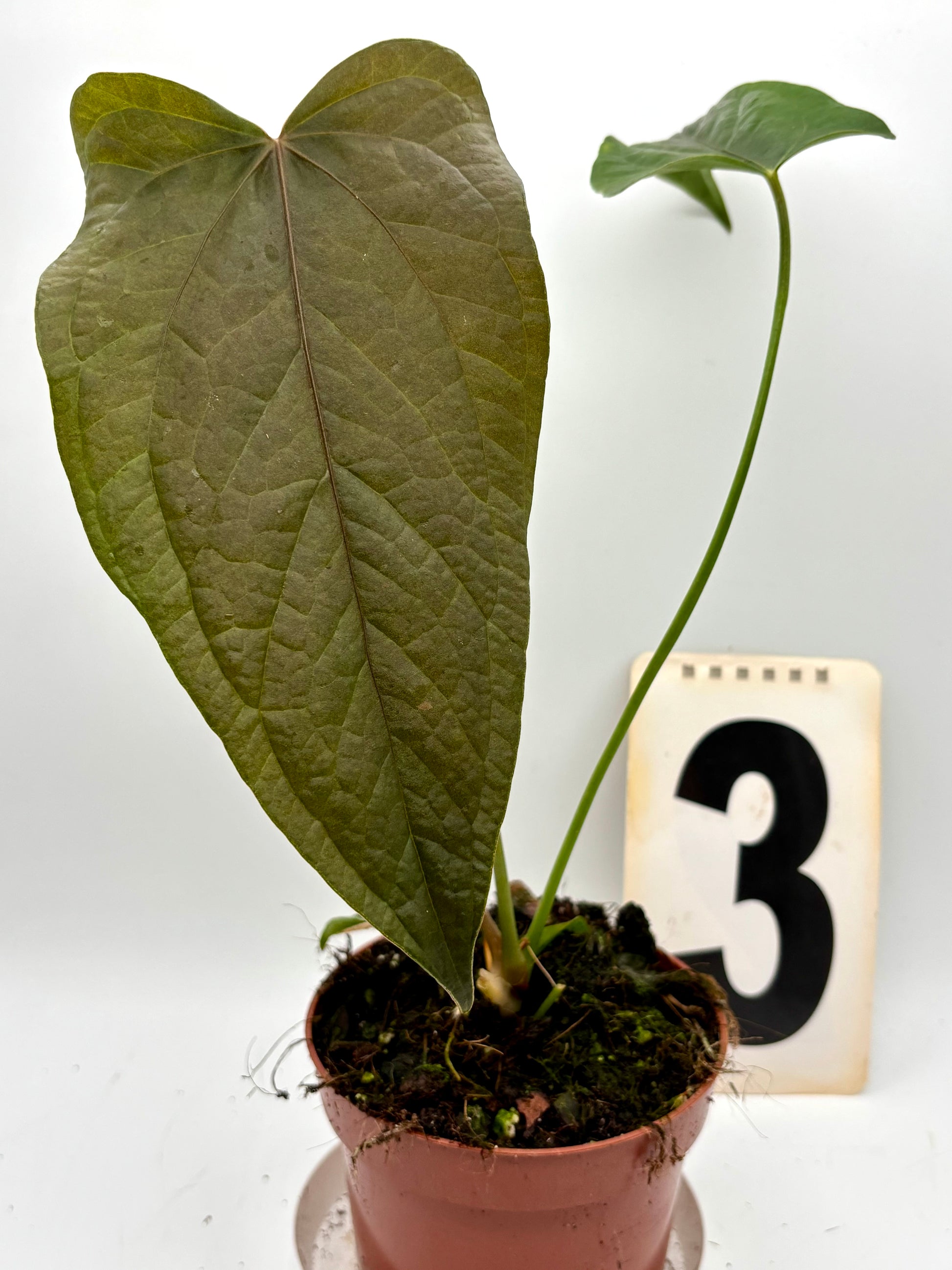 Anthurium Queen of Hearts - Exotic-Flowers