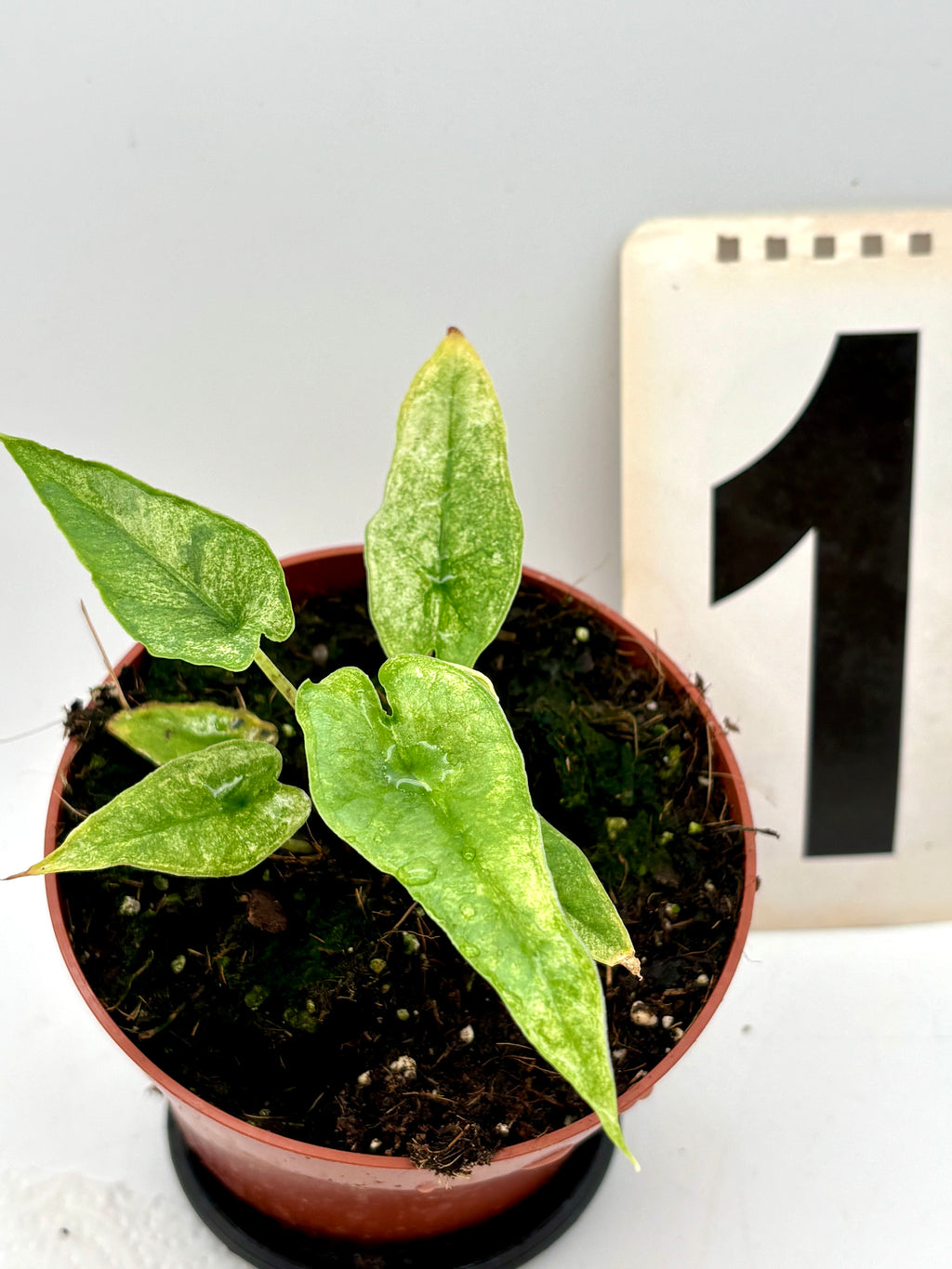 Alocasia Carpet sp Sulawesi Variegata Pflanze mit grünen Blättern und weißen Variegationen, exotische Zimmerpflanze von Exotic-Flowers