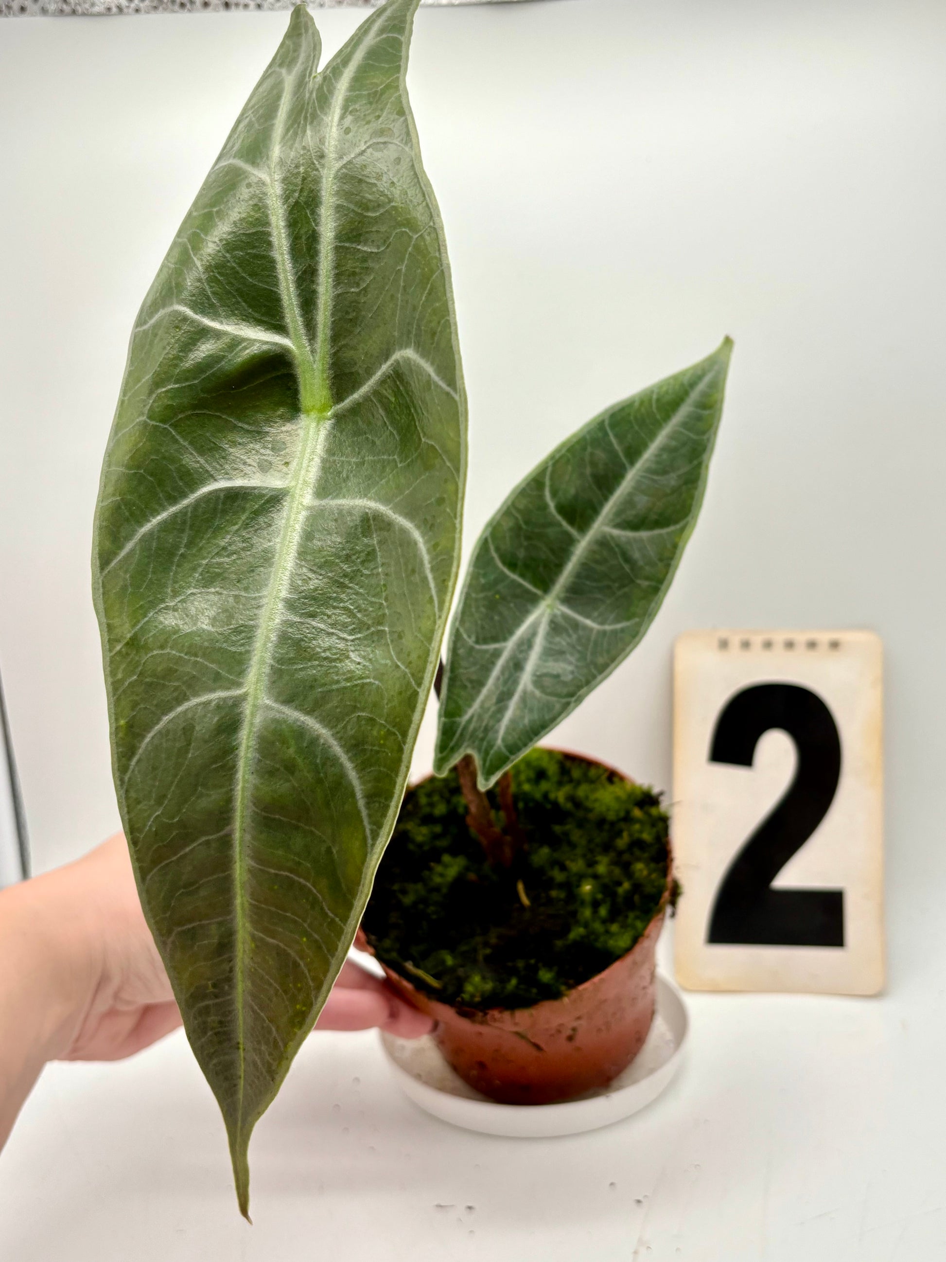 Alocasia Longiloba Silver - Exotic-Flowers