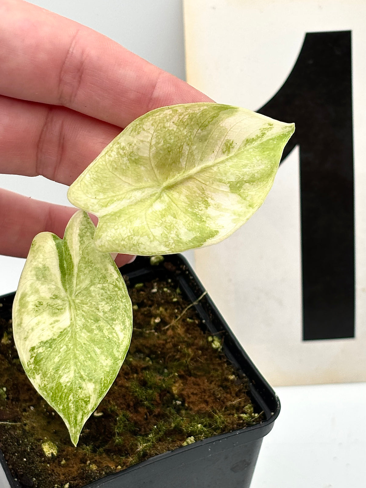 Alocasia Pink Dragon Variegata Pflanze mit grünen und rosa gefärbten Blättern, exotische Zimmerpflanze von Exotic-Flowers