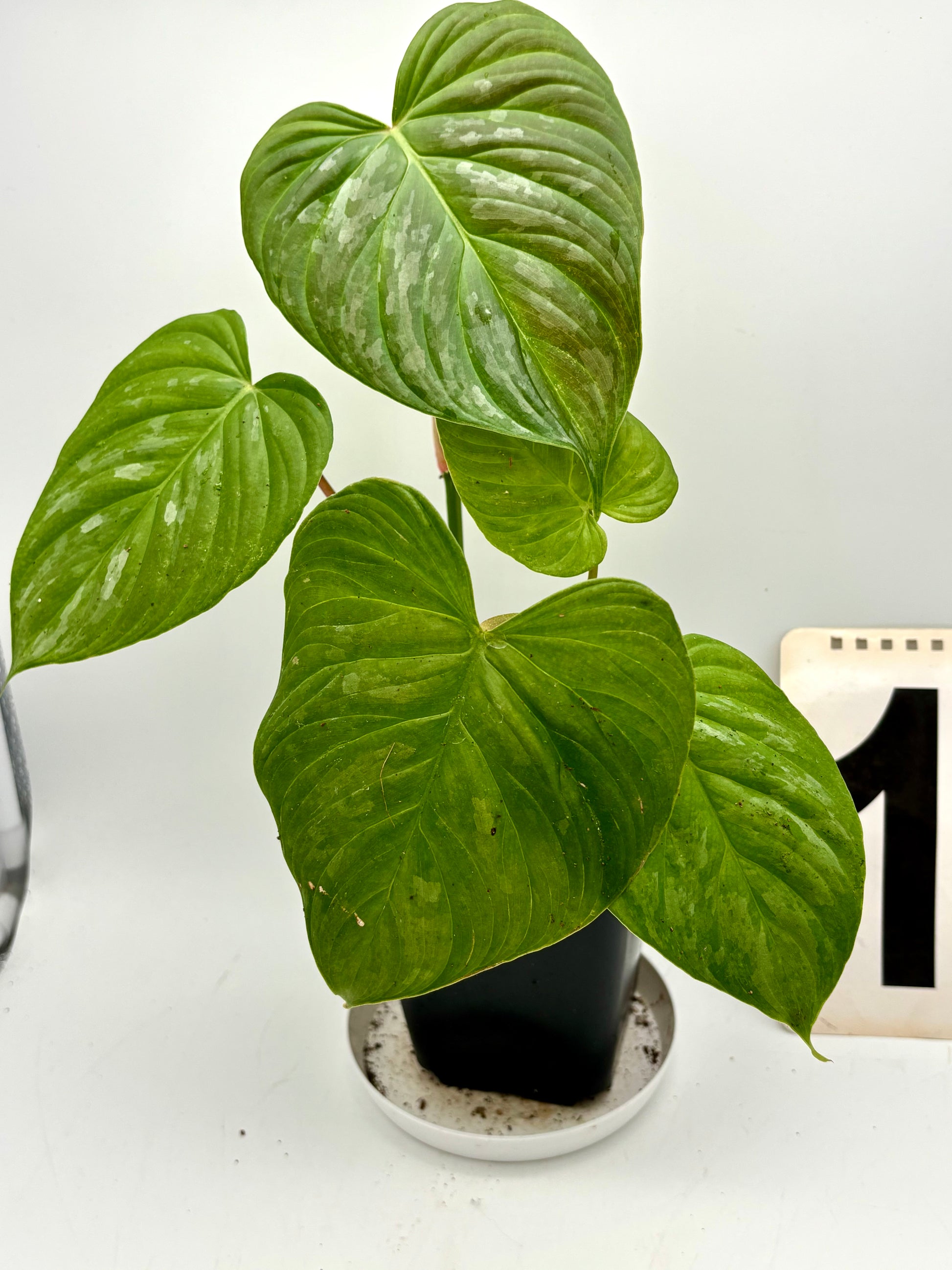 Grüner Philodendron Majestic von Exotic-Flowers mit großen, glänzenden Blättern, im Topf auf einem weißen Hintergrund.