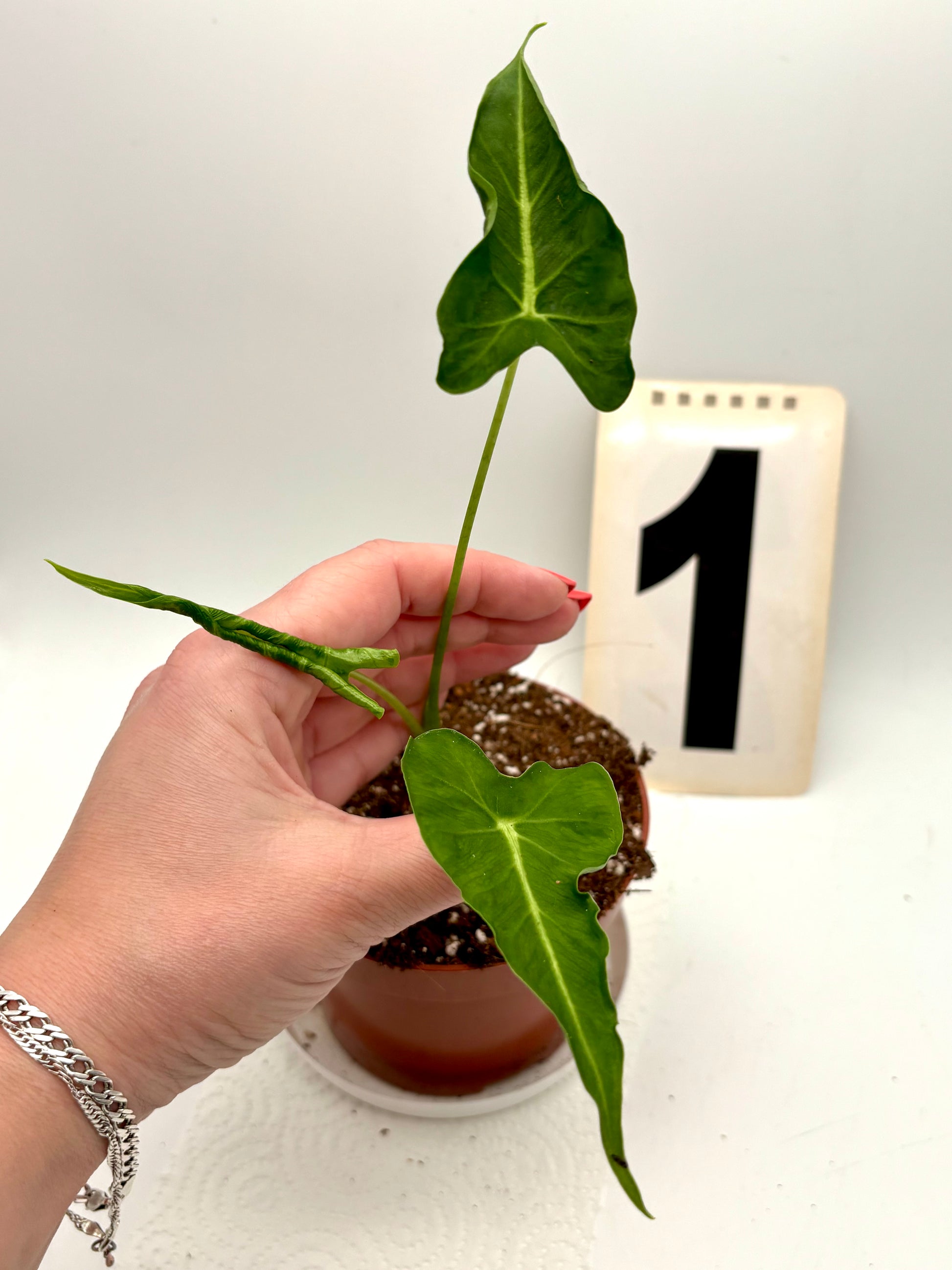 Alocasia Frydek Tattoo / Emerald Tide