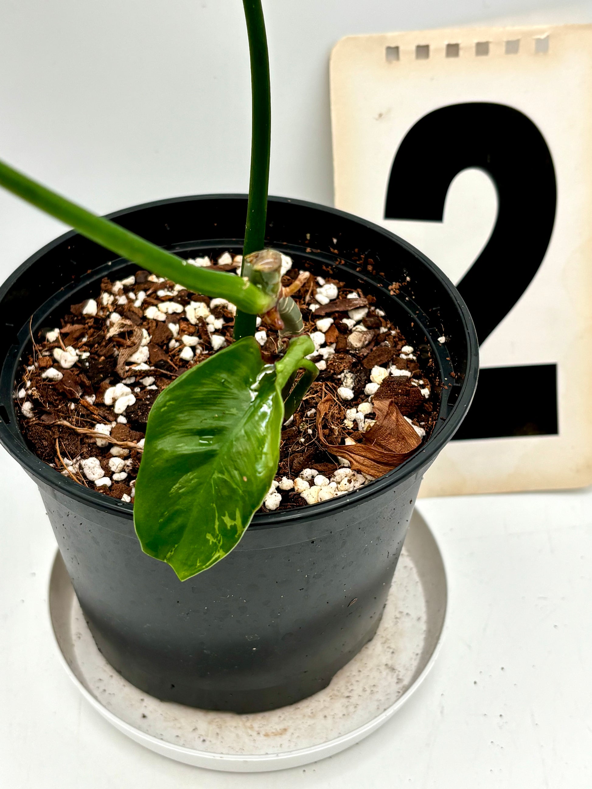 philodendron golden dragon vs lime fiddle Philodendron Golden Dragon Lime Fiddle – Exotic-Flowers