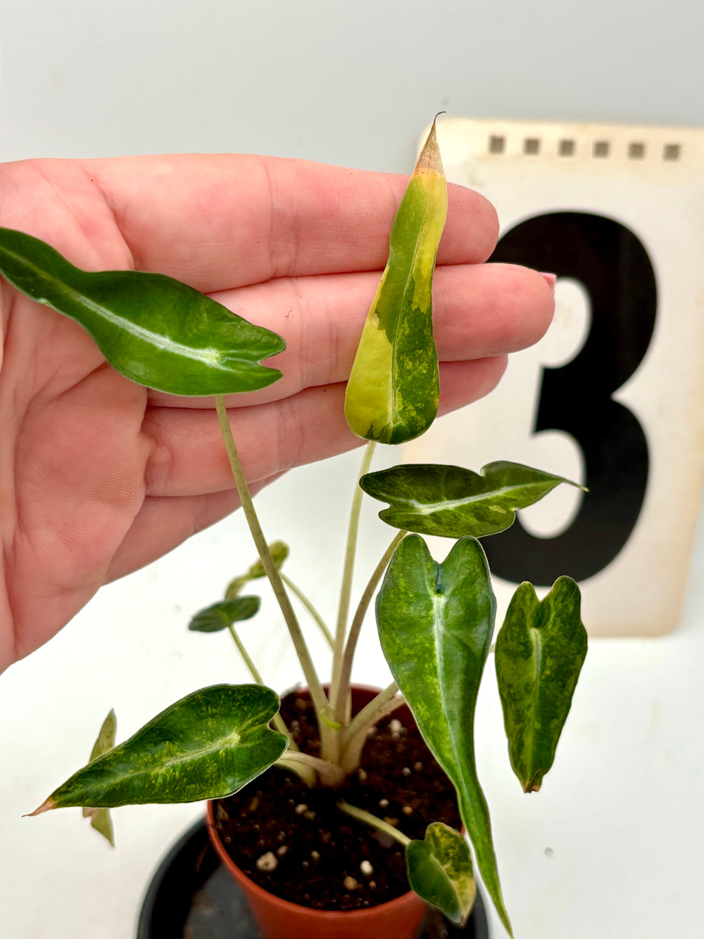 Alocasia Bambino Aurea Variegata