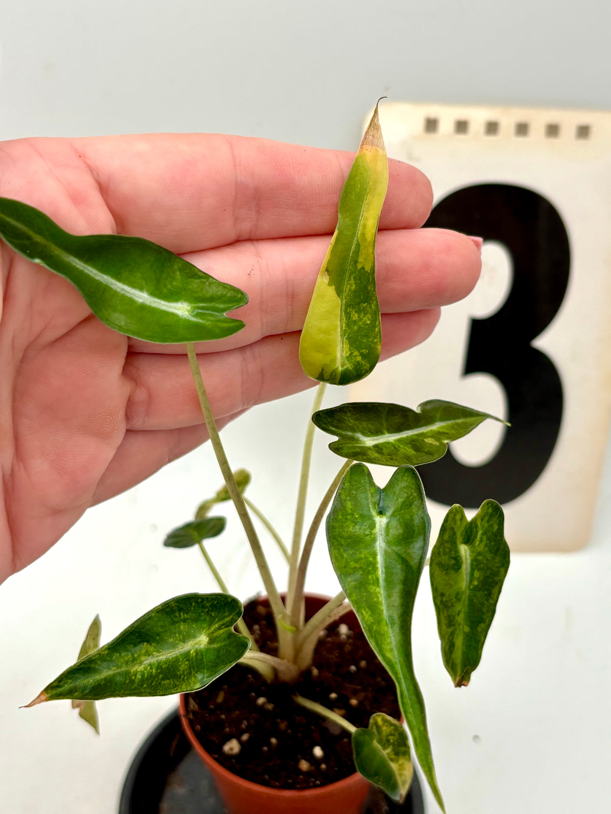 Alocasia Bambino Aurea Variegata