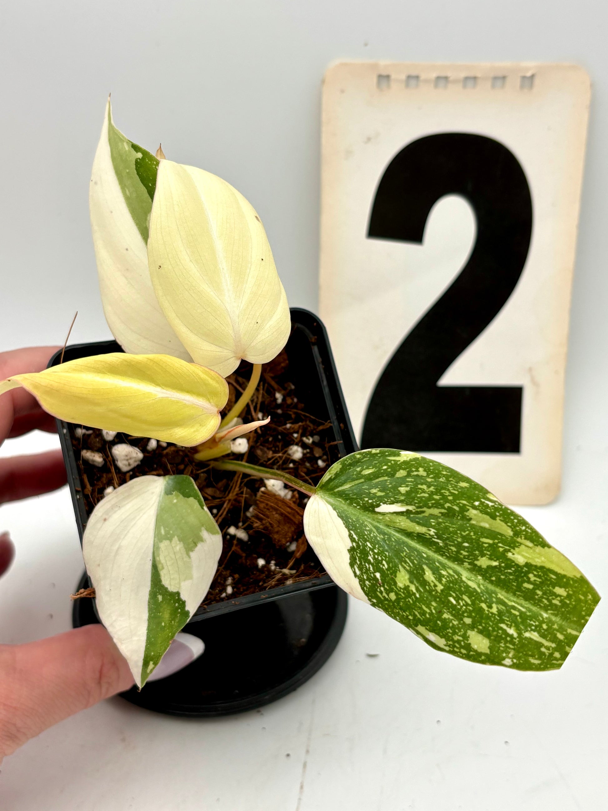 Philodendron Gloriosum Variegata Tricolor