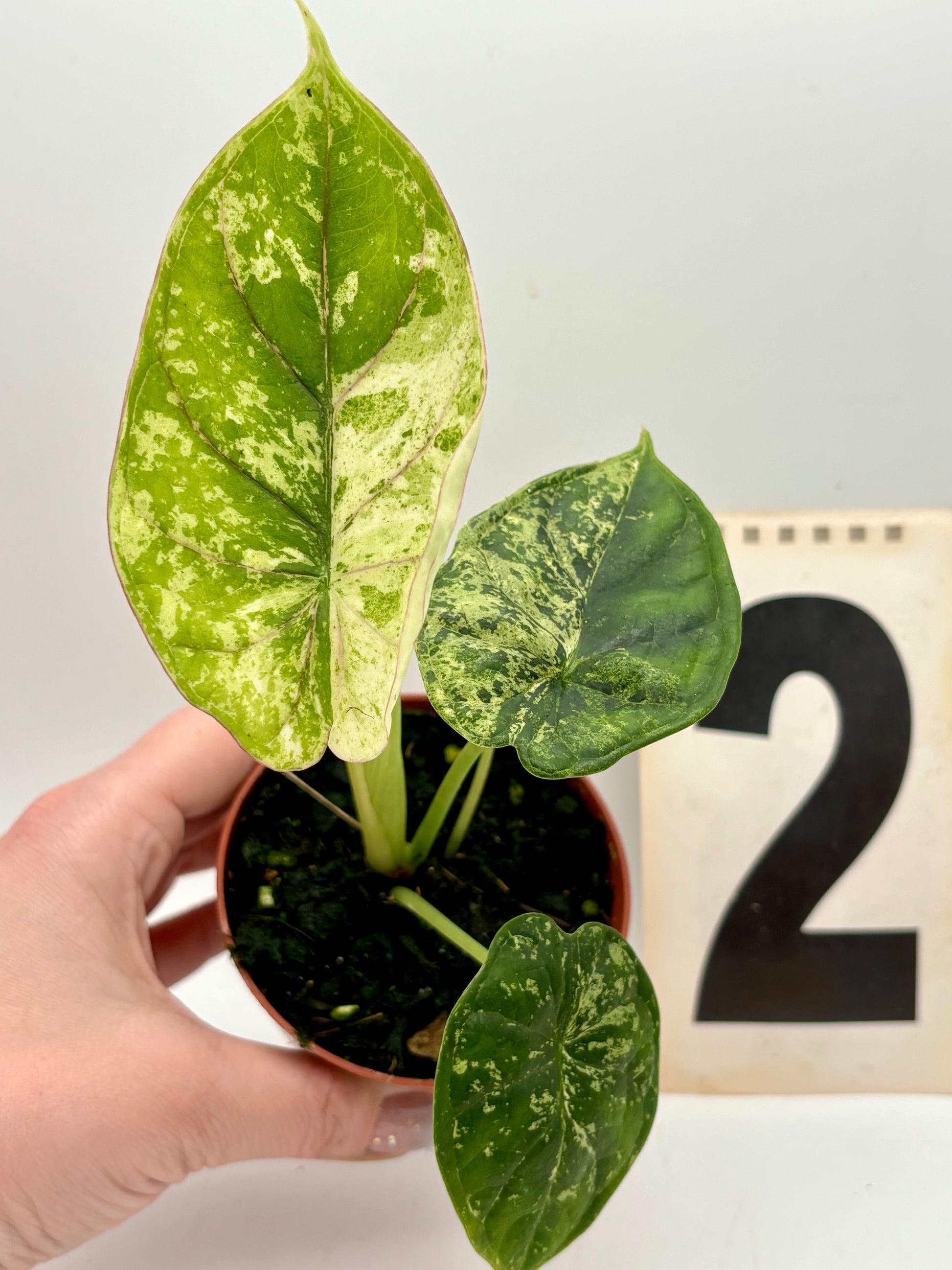 Alocasia Dragon Scale Mint - Exotic-Flowers