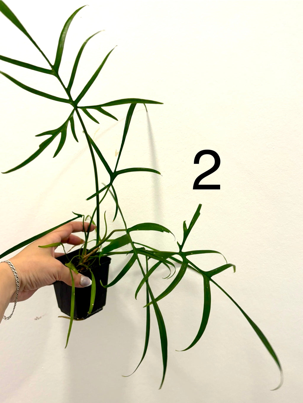 Grüner Philodendron Polypodioides von Exotic-Flowers mit lockeren, hängenden Blättern auf einer natürlichen Hintergrund.