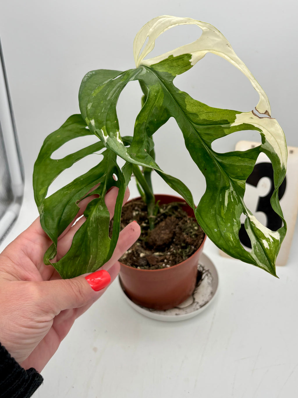 Monstera Adansonii Variegata - Exotic-Flowers
