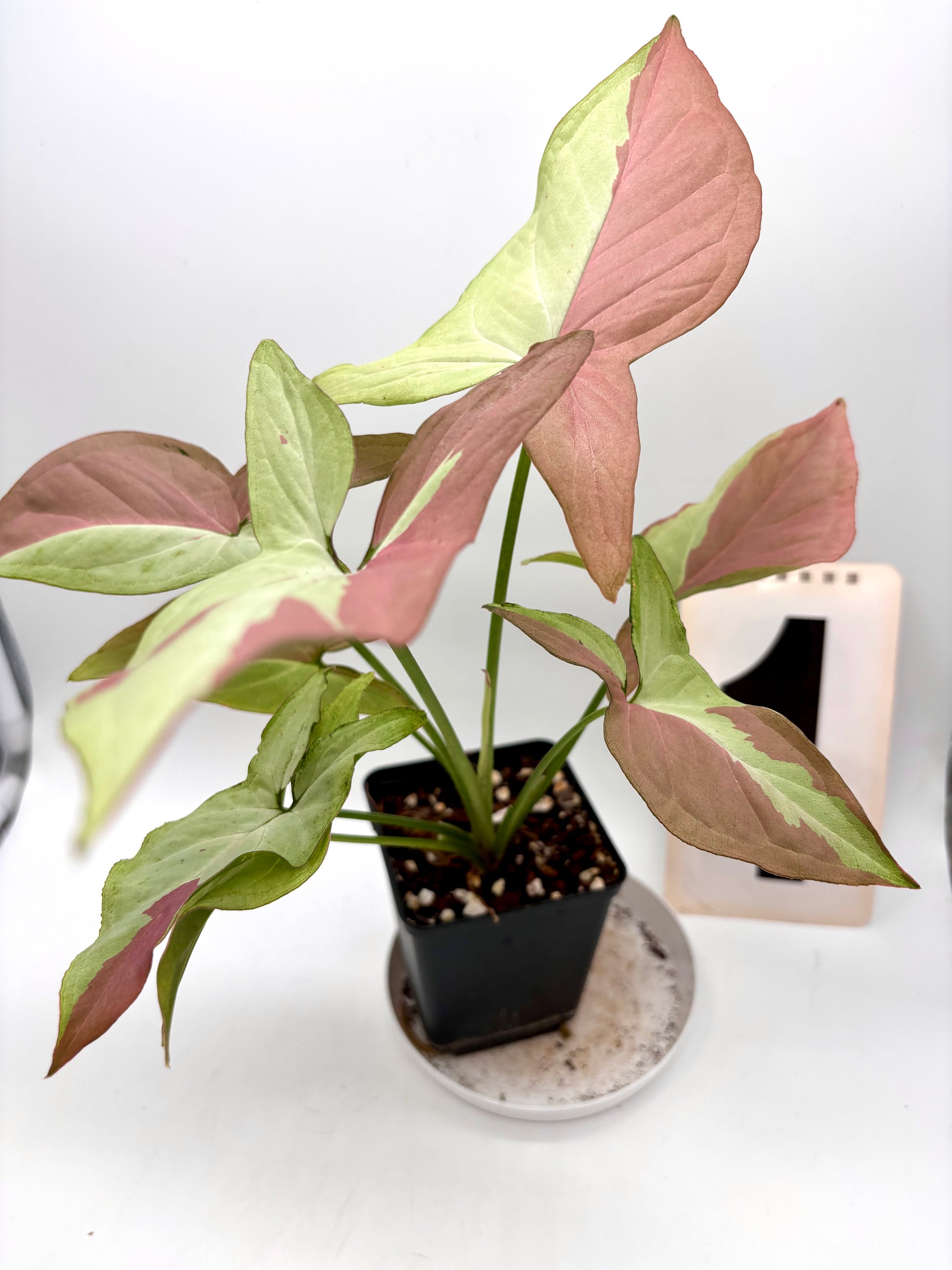 Syngonium Strawberry Milk