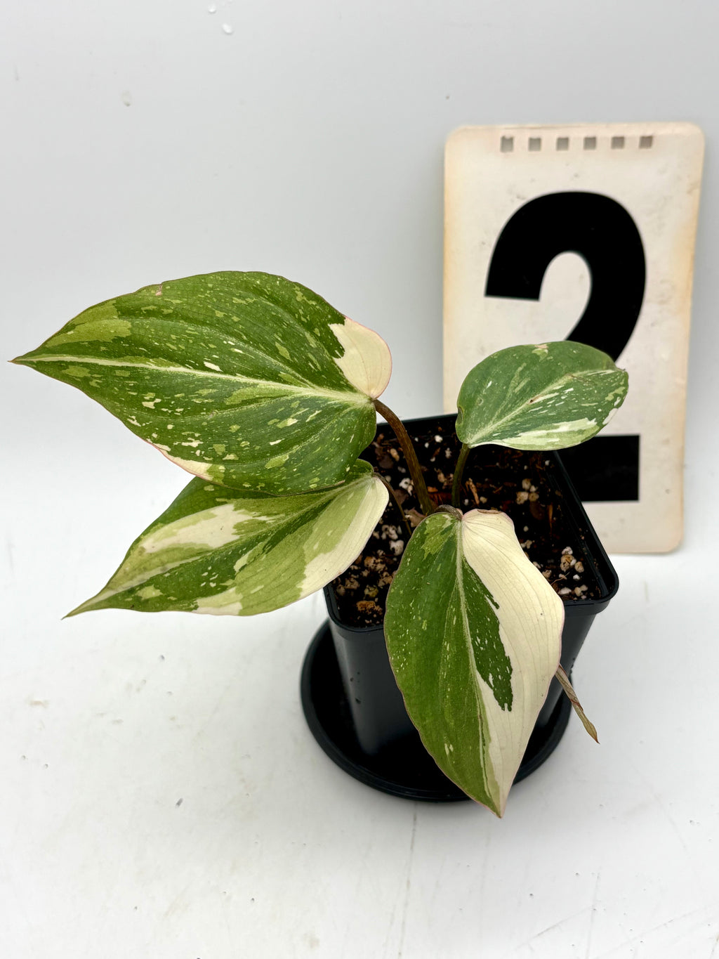 Variegierter Philodendron Gloriosum Tricolor von Exotic-Flowers, mit großen grünen Blättern und weißen bis cremefarbenen Mustern