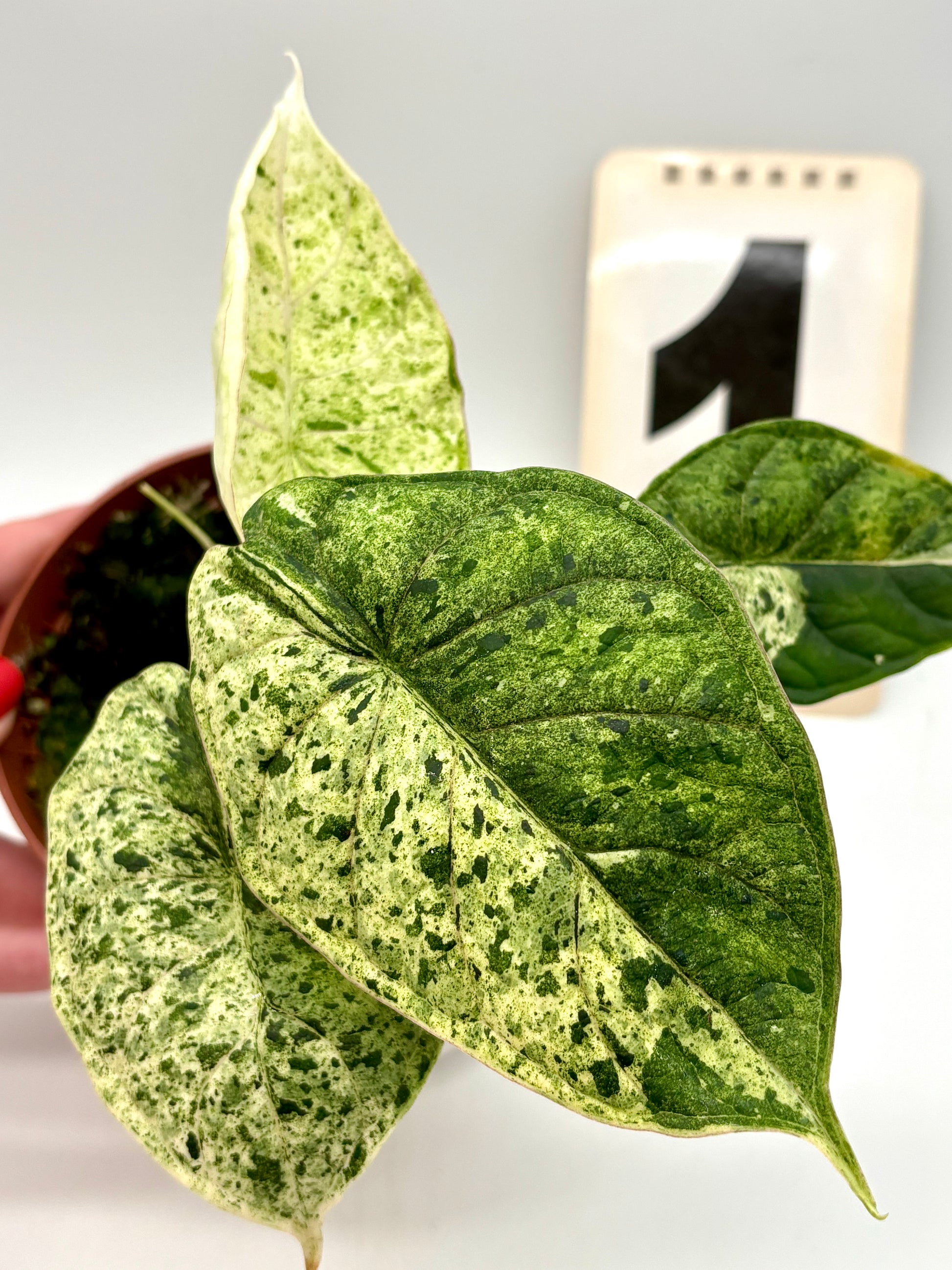 Alocasia Dragon Scale Mint
