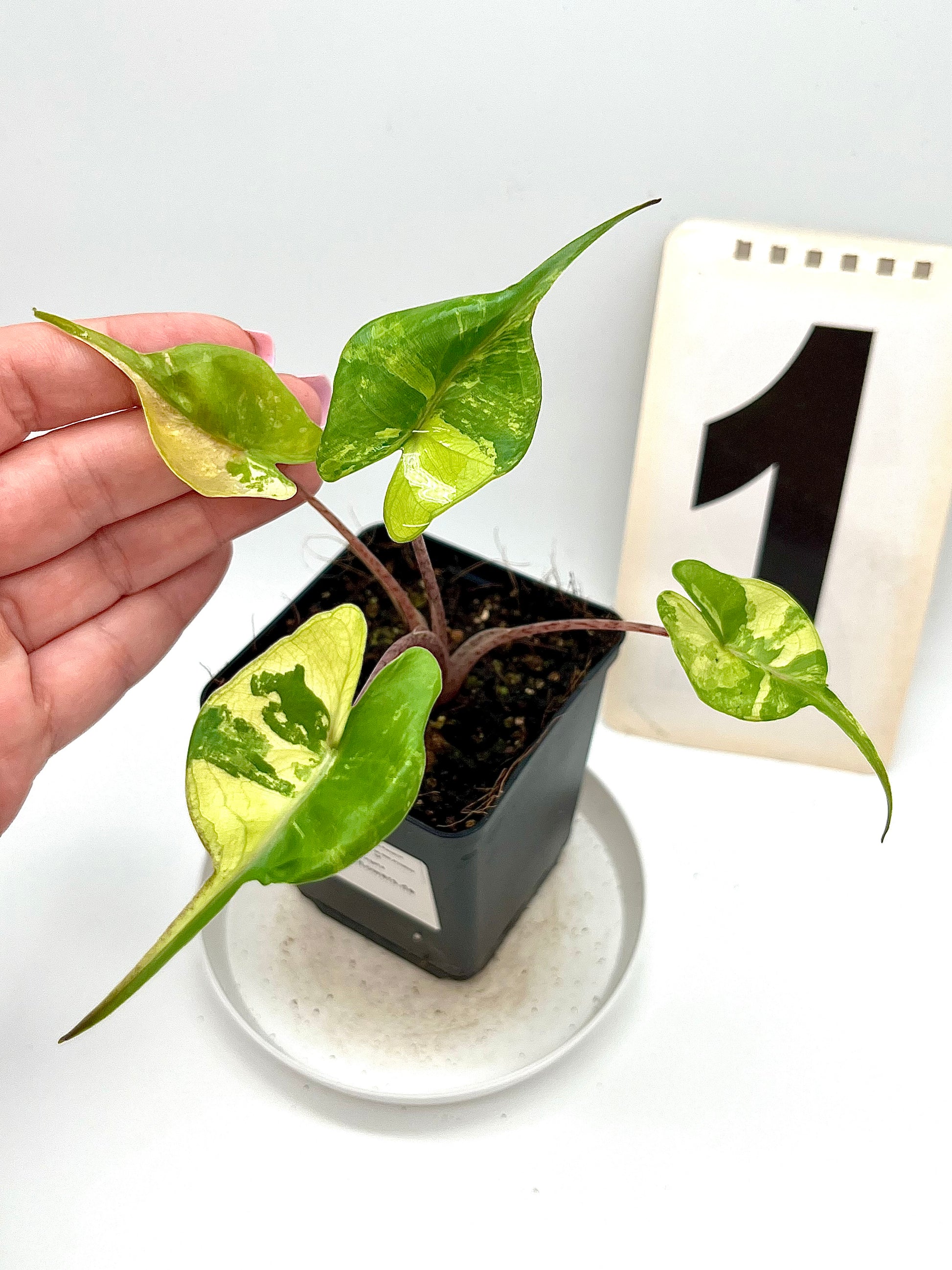 Alocasia Stingray Variegata
