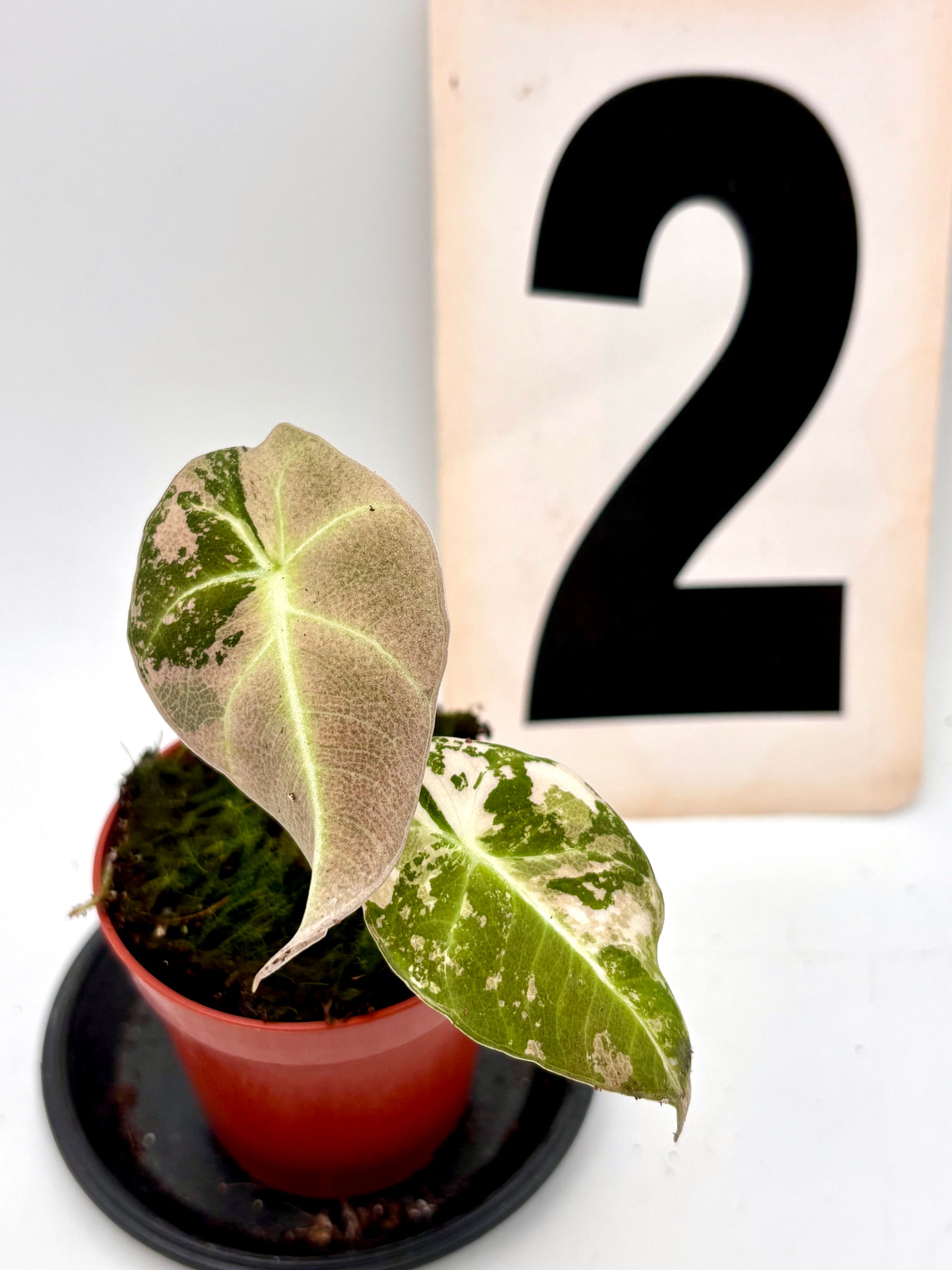 Alocasia Black Velvet Variegata von Exotic-Flowers, grüne Blätter mit schwarzen und weißen Variegationen, elegante Zimmerpflanze