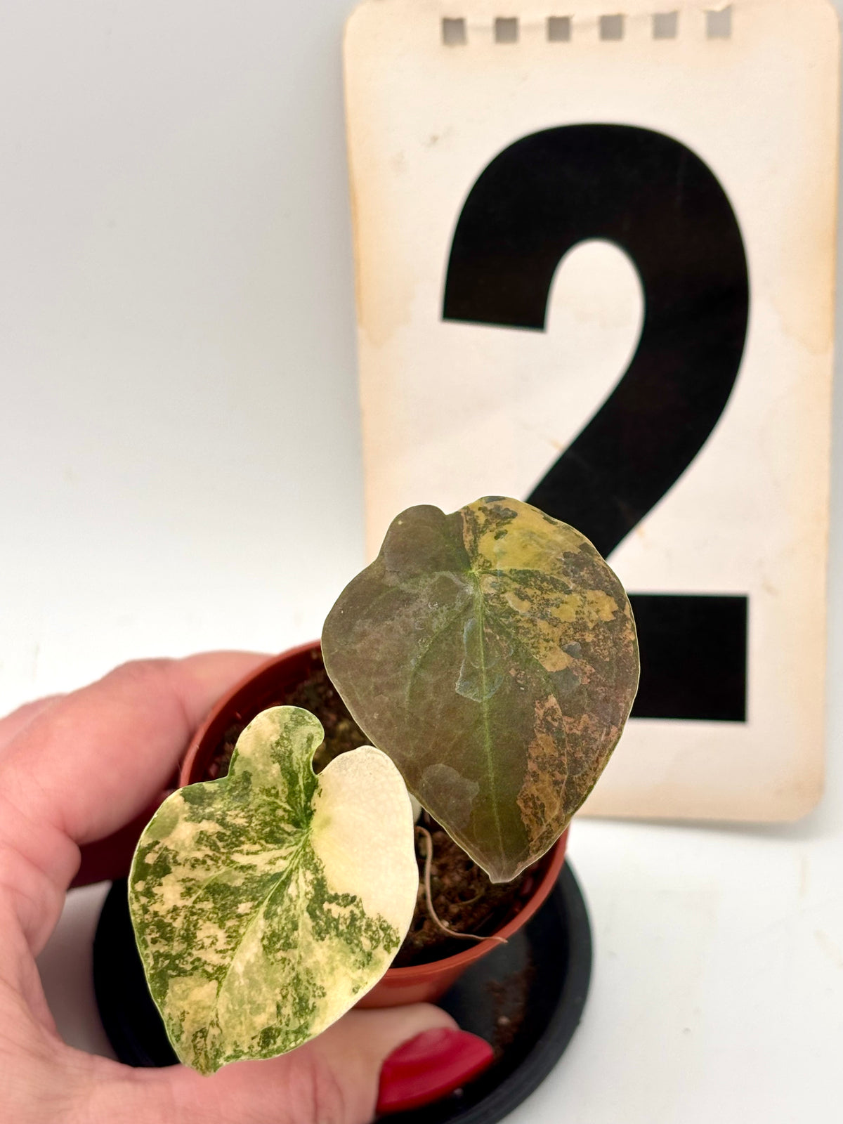 Alocasia Cuprea Golden Latte Variegata