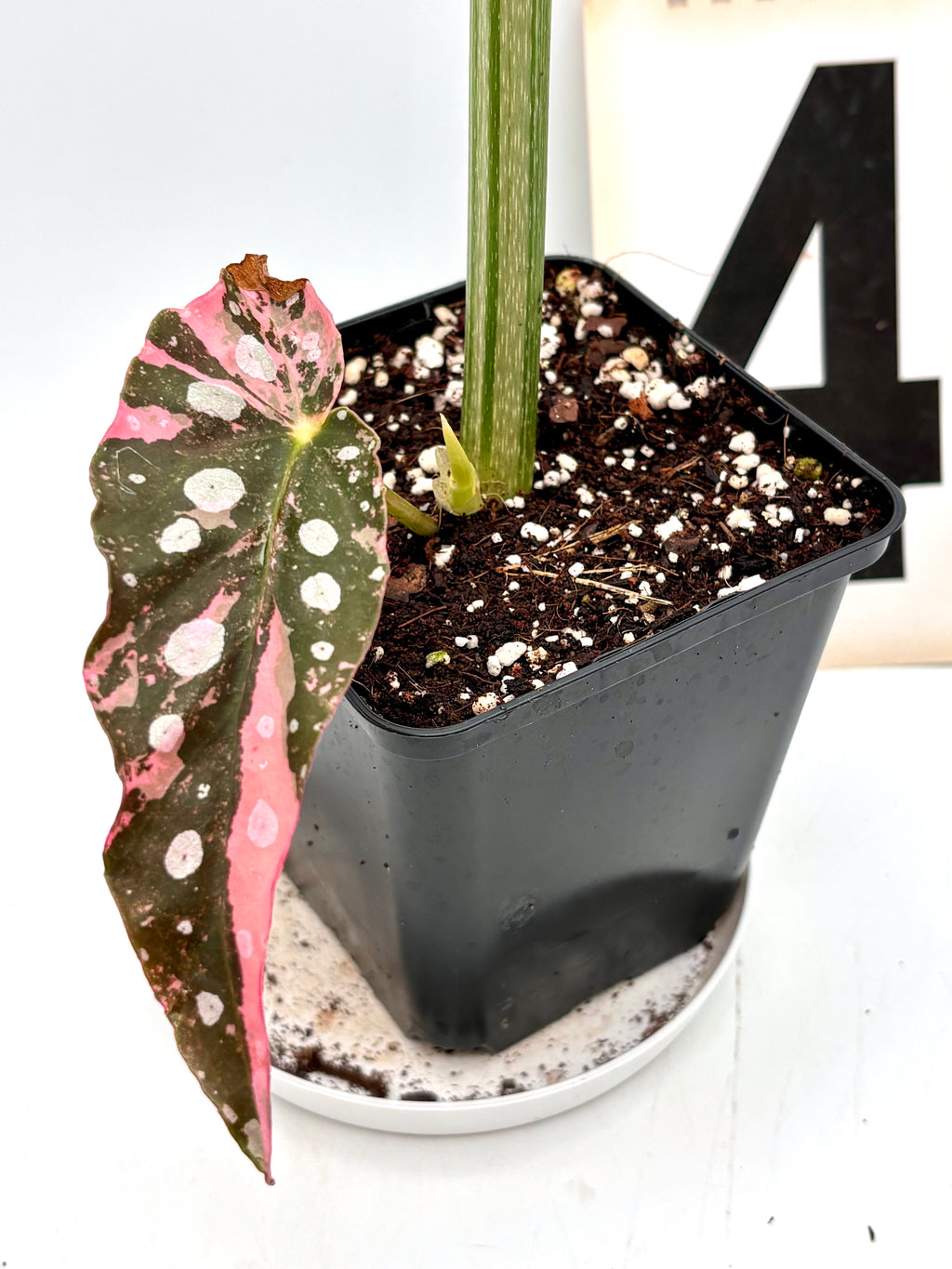 Begonia Maculata Pink Variegata