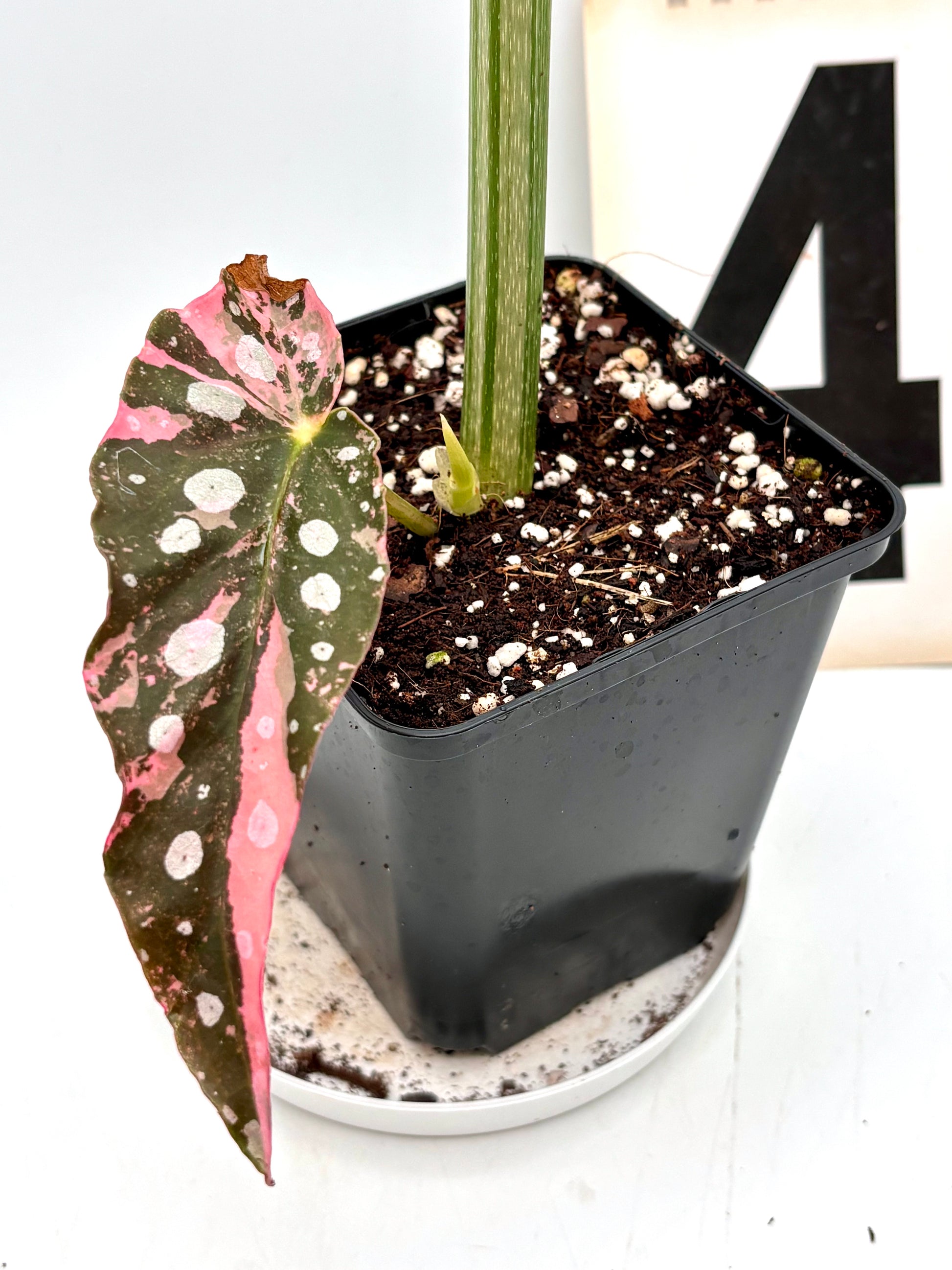 Begonia Maculata Pink Variegata