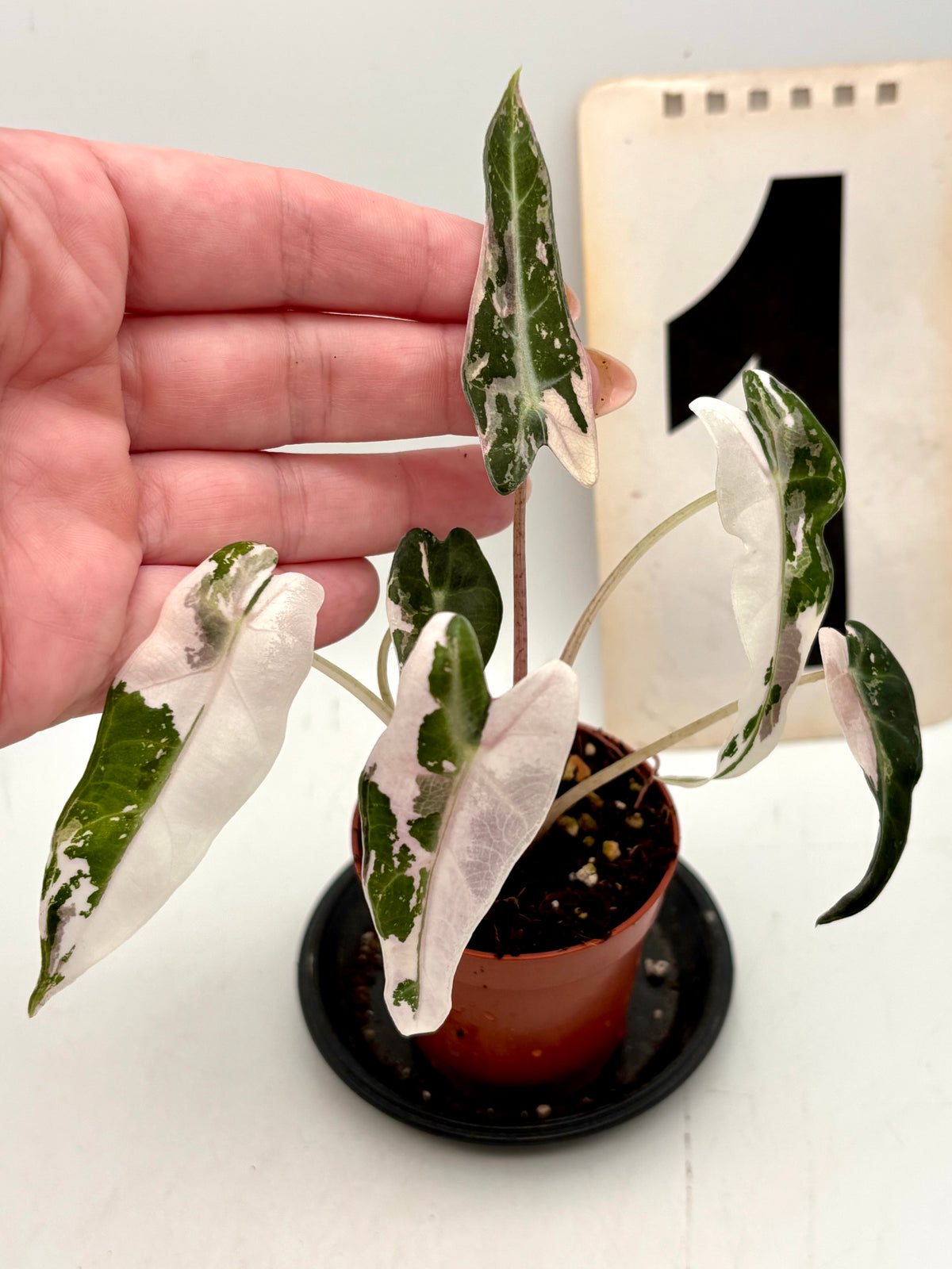 Variegierte Alocasia Bambino Pflanze von Exotic-Flowers, grüne Blätter mit weißen Mustern, kompakte Zimmerpflanze