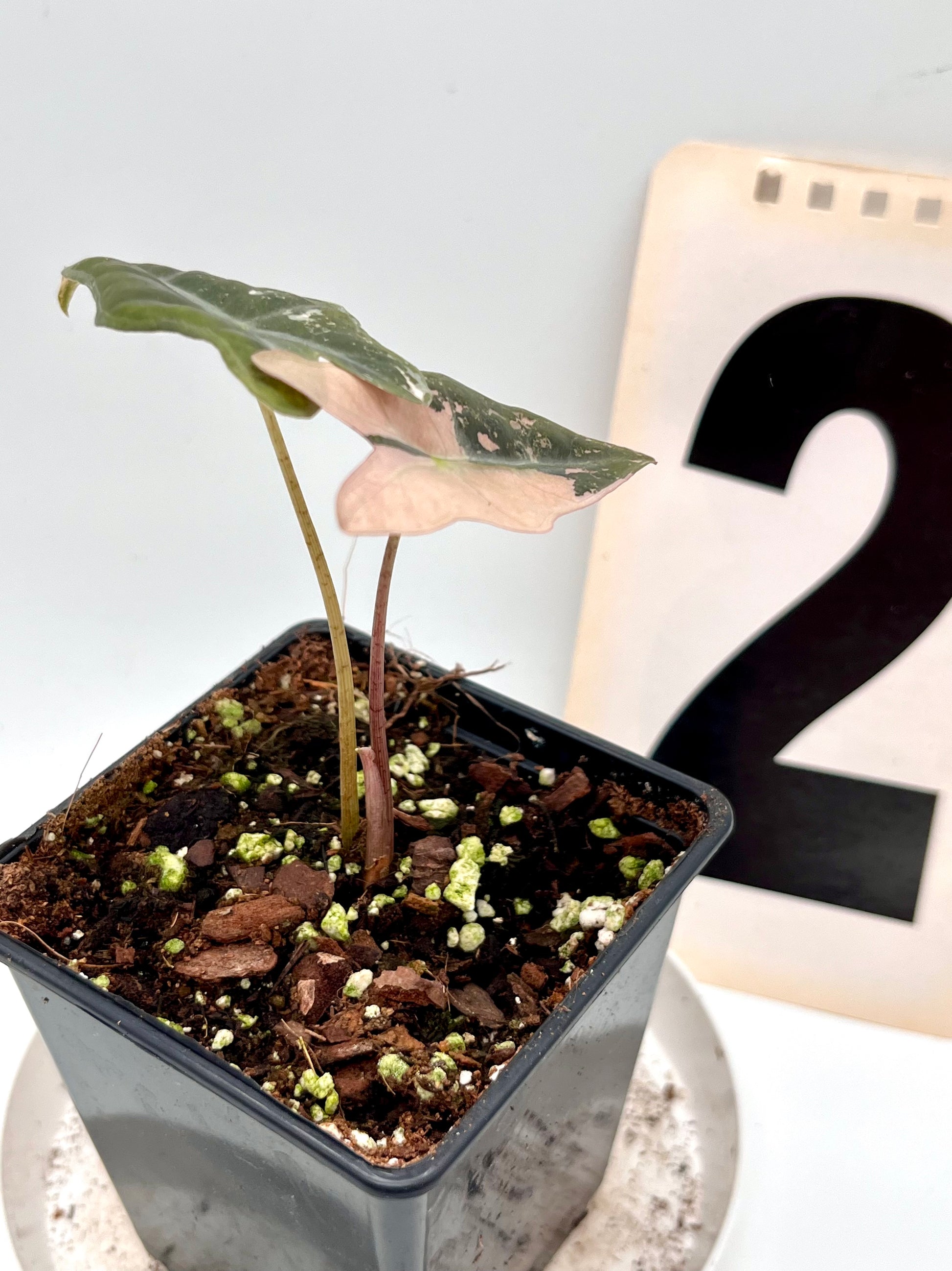 Alocasia Nobilis Variegata