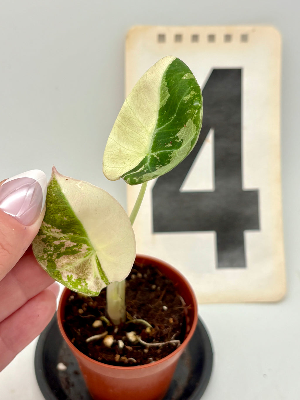 Alocasia Black Velvet Variegata
