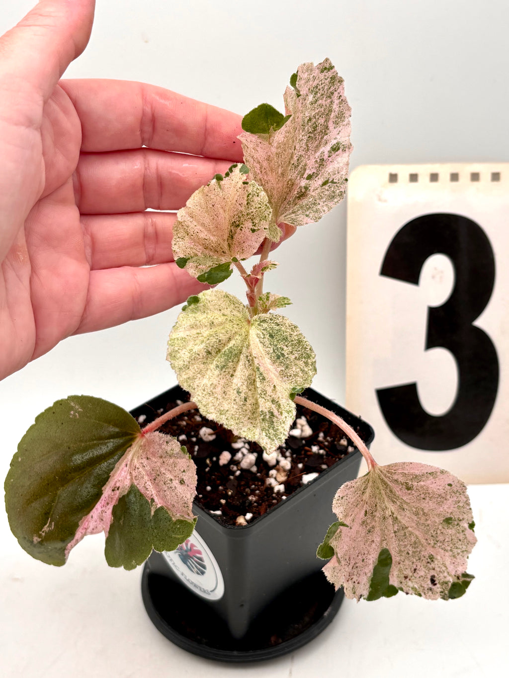 Variegierte Begonia Cucullata Pflanze von Exotic-Flowers, grüne und weiße Blätter, im Topf, detailreiche Nahaufnahme