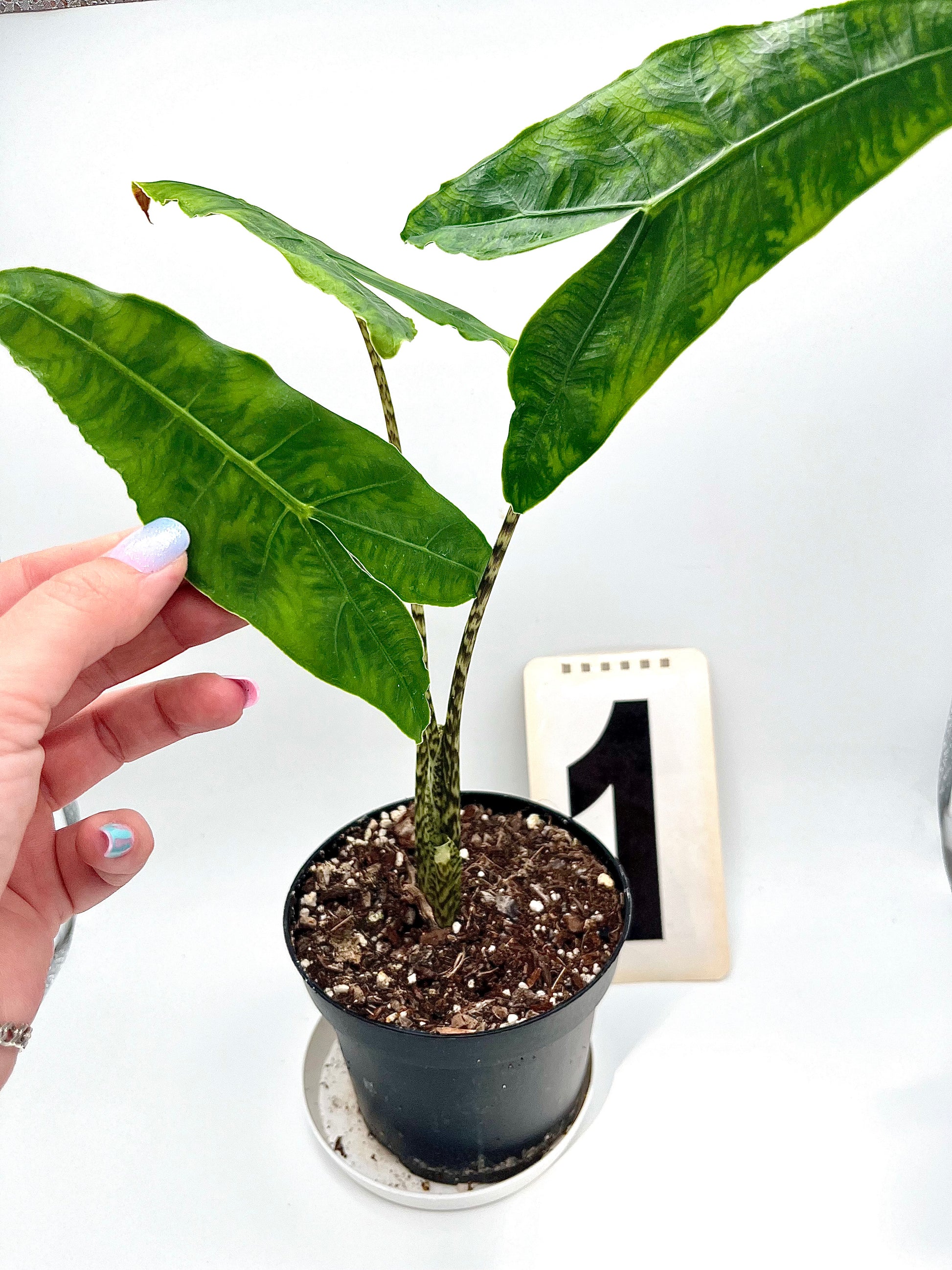 Alocasia Reticulata