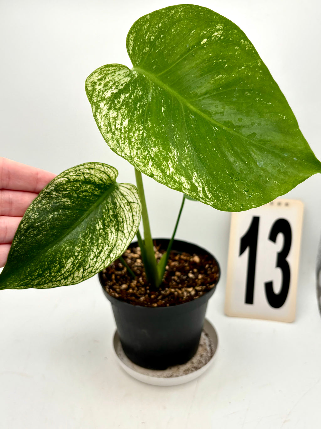 Grüne Monstera Devil Monster Pflanze mit großen, kunstvoll geteilten Blättern, im Top in einem hellen Raum.