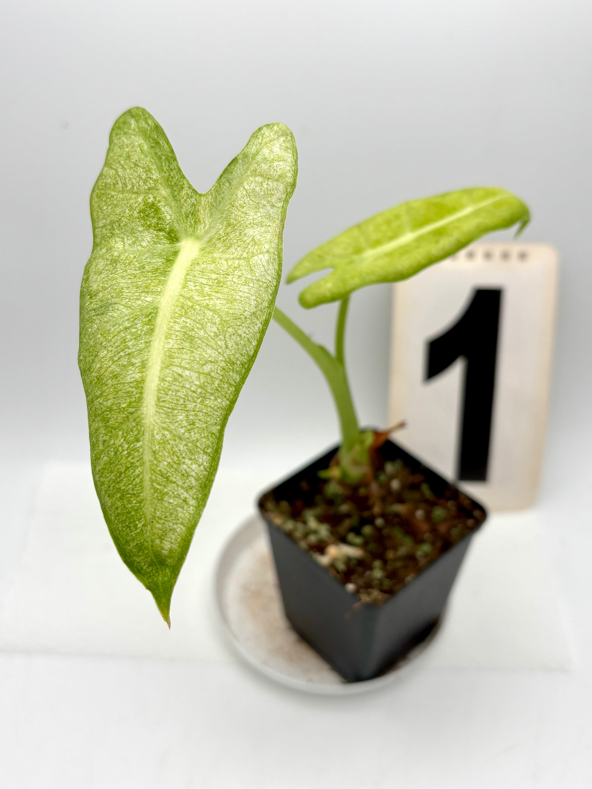 Alocasia Frydek Mint Pflanze mit großen grünen und silbernen Blättern, Indoor-Dekor von Exotic-Flowers.