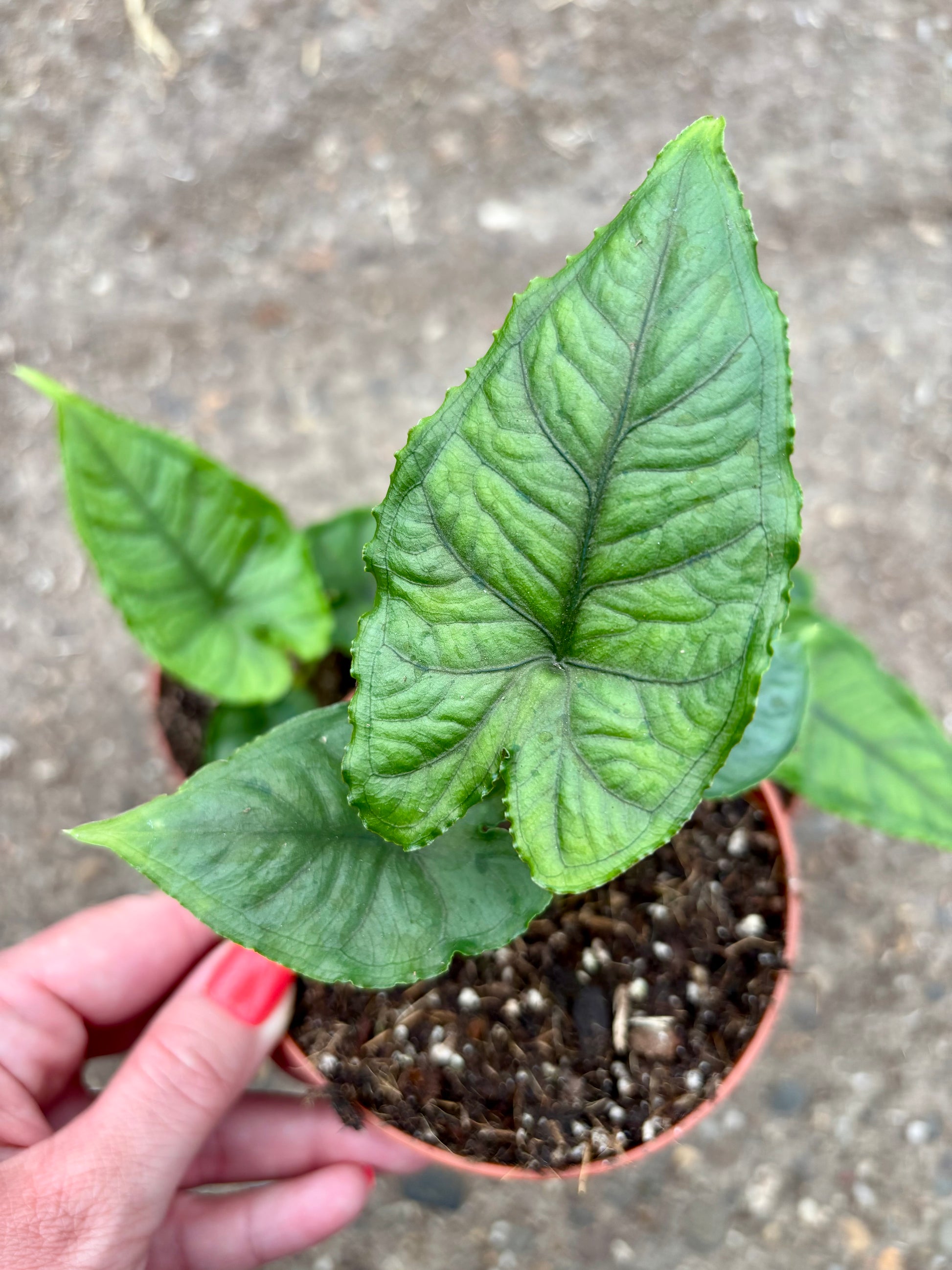 Große Alocasia Olanii Pflanze von Exotic-Flowers mit grünen, herzförmigen Blättern und auffälligen Blattadern.