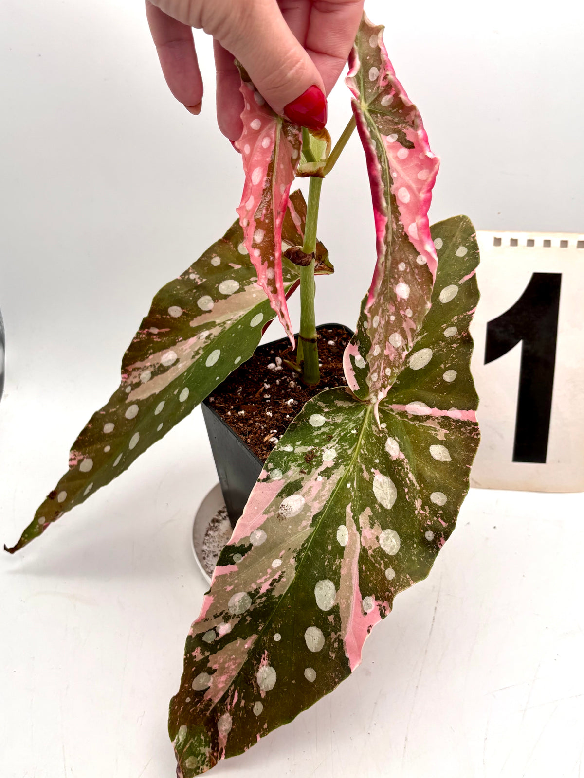 Begonia Maculata Pink Variegata