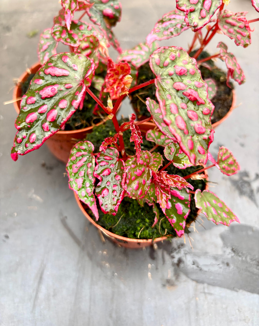 Begonia NoId - Pink Lady