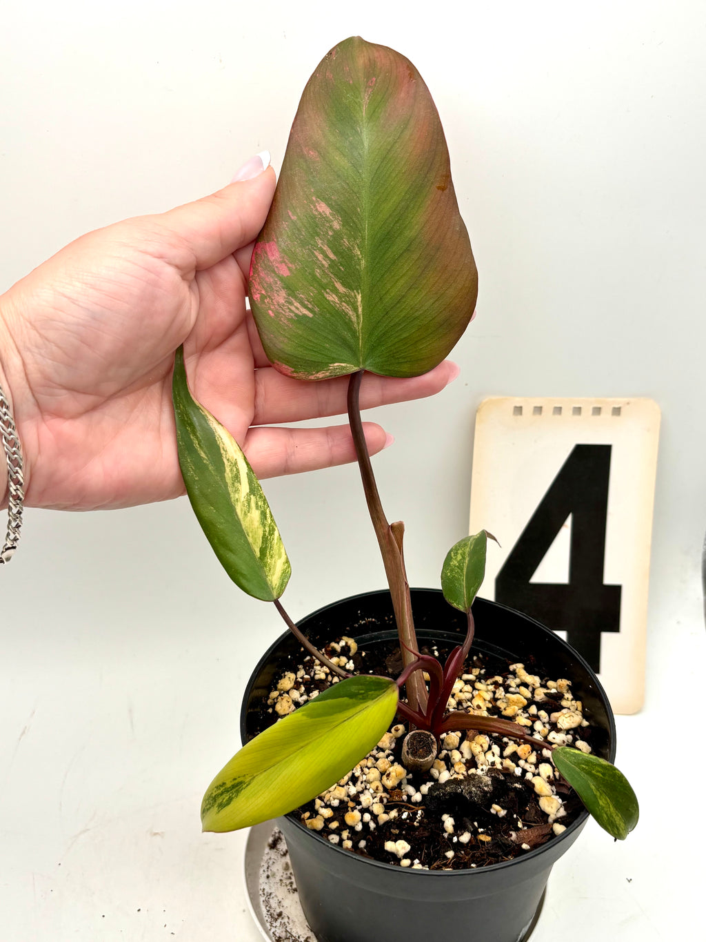 Exotic-Flowers Philodendron Strawberry Shake mit grün-rot gefärbten Blättern, Zimmerpflanze, Nahaufnahme