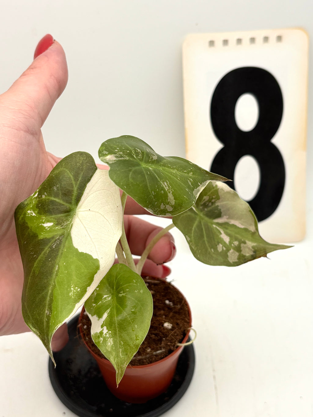Alocasia Wentii Albo / Pink Variegata