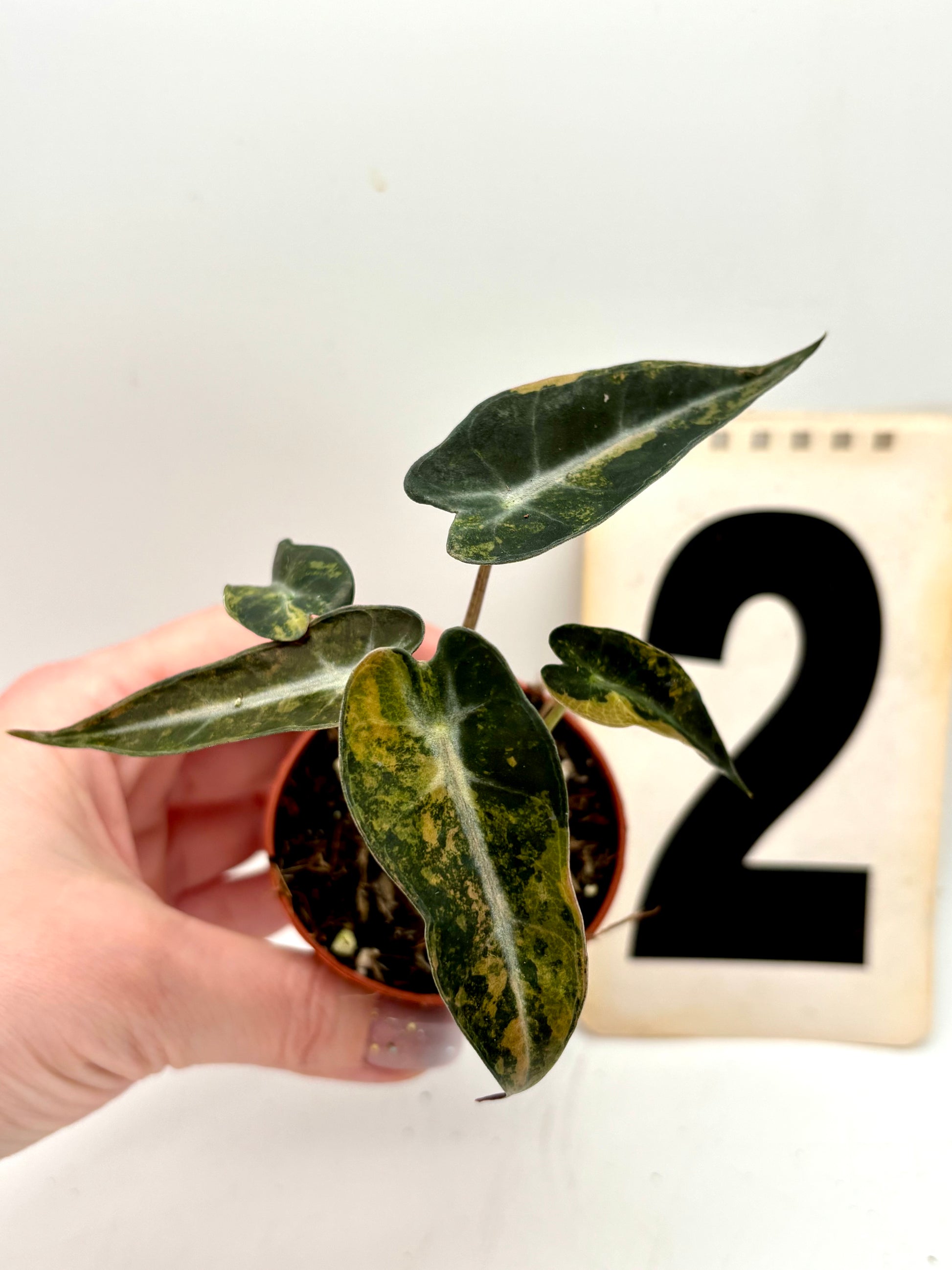 Alocasia Bambino Aurea Variegata - Exotic-Flowers
