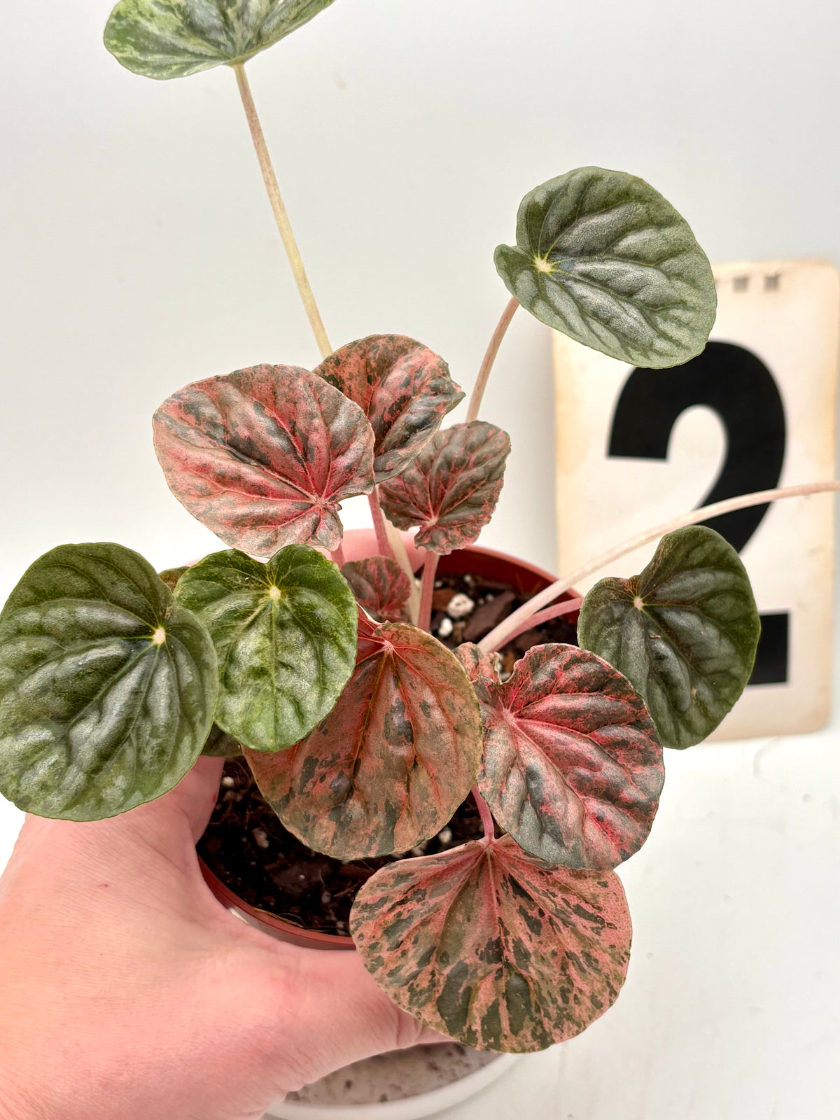 Variegierte Peperomia Caperata Pflanze von Exotic-Flowers, grüne Blätter mit weißen Mustern, top gepflegt, im Top auf einem Tisch.