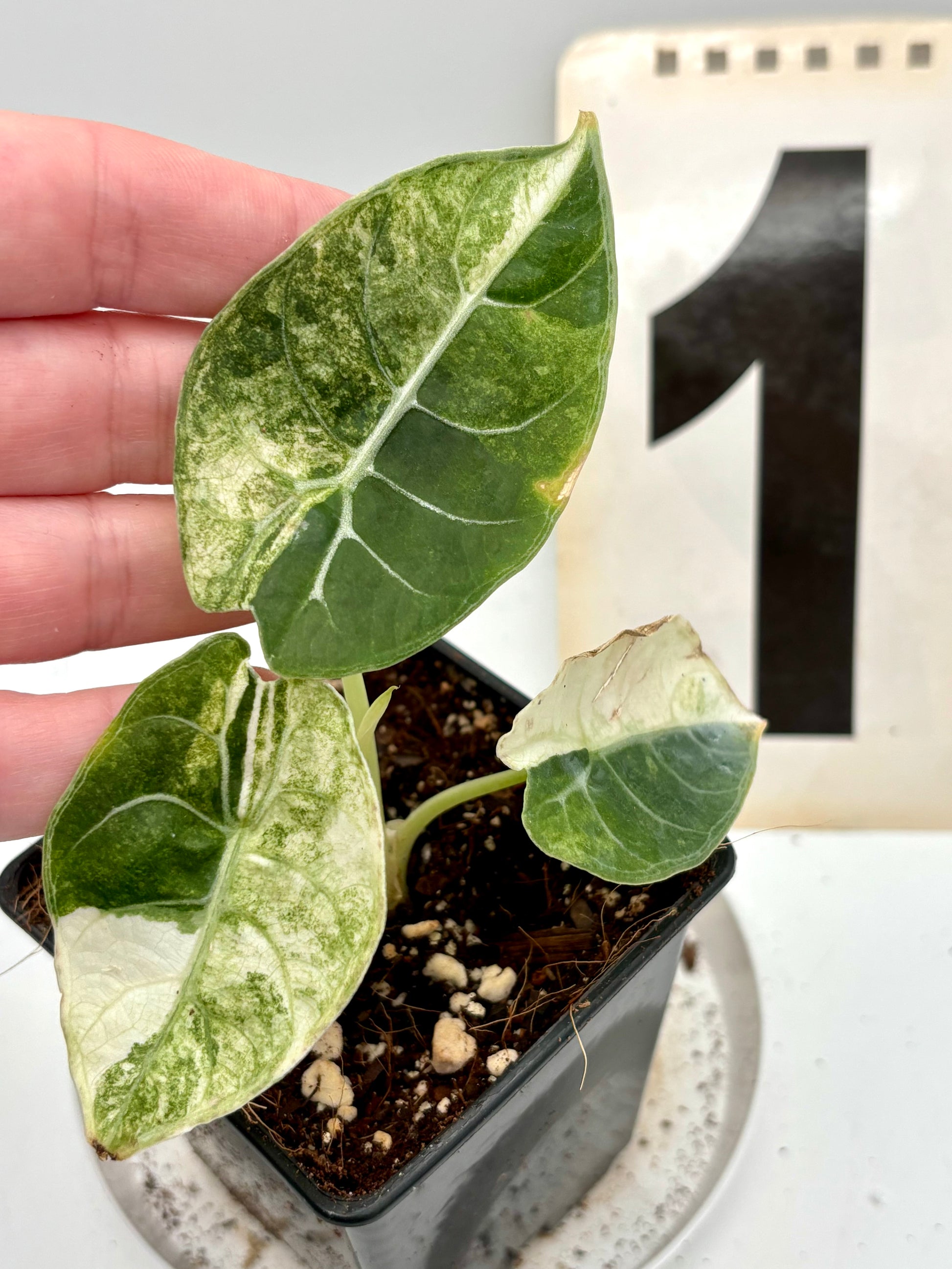 Alocasia Watsoniana Doff Variegata - Exotic-Flowers