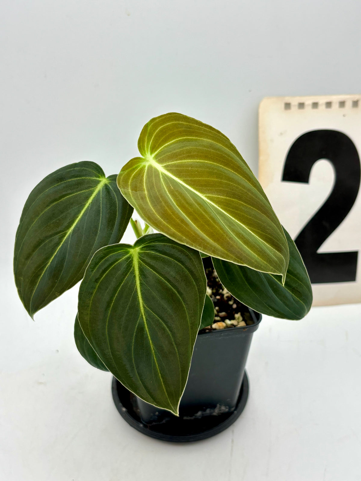 Grüner Philodendron Melanochrysum von Exotic-Flowers mit großen, glänzenden Blättern in natürlicher Umgebung.