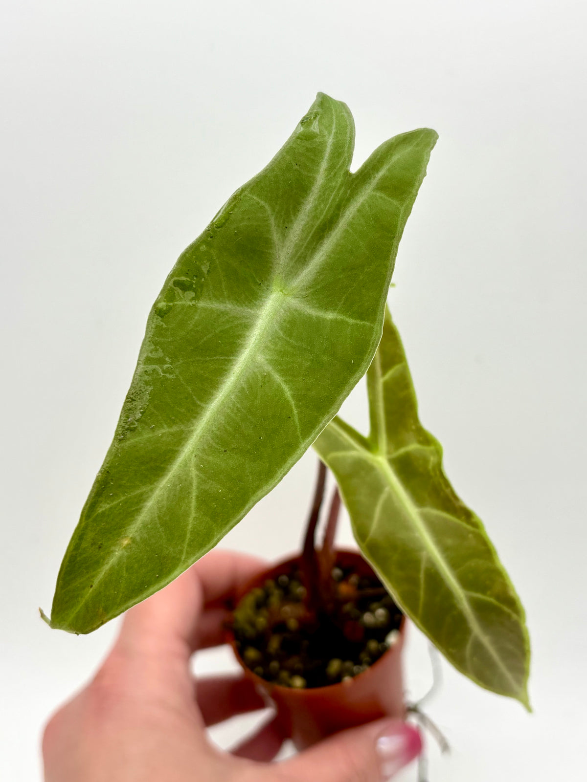 Alocasia Longiloba NOID