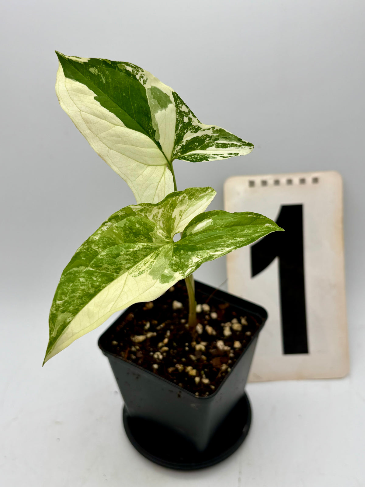 Syngonium Albo Variegata Pflanze mit weißen und grünen Blättern, als Zimmerpflanze für Innenräume.