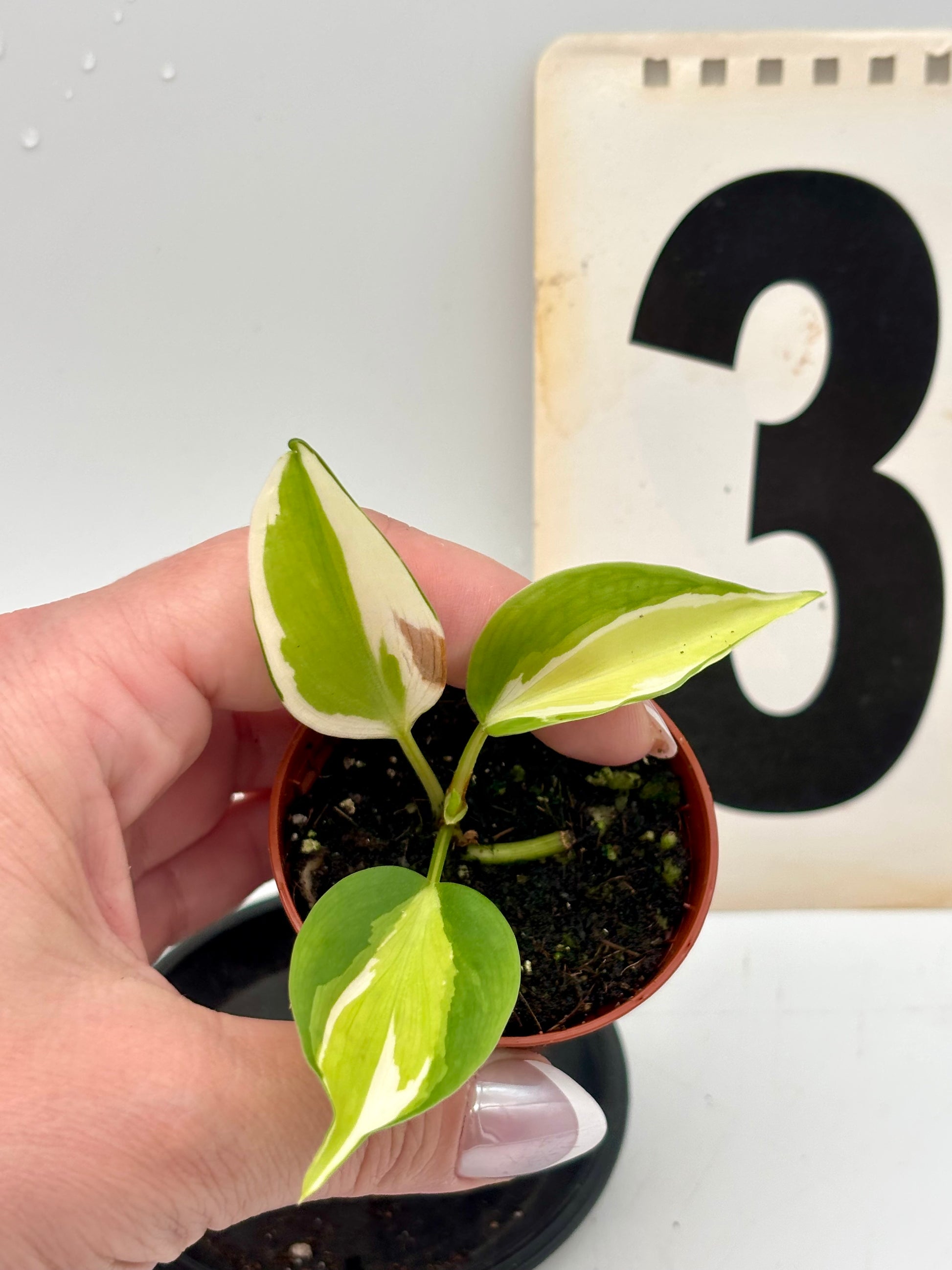Exotic-Flowers Philodendron Cream Splash, Zimmerpflanze mit cremeweißen und grünen Blättern, Nahaufnahme der Blattform.