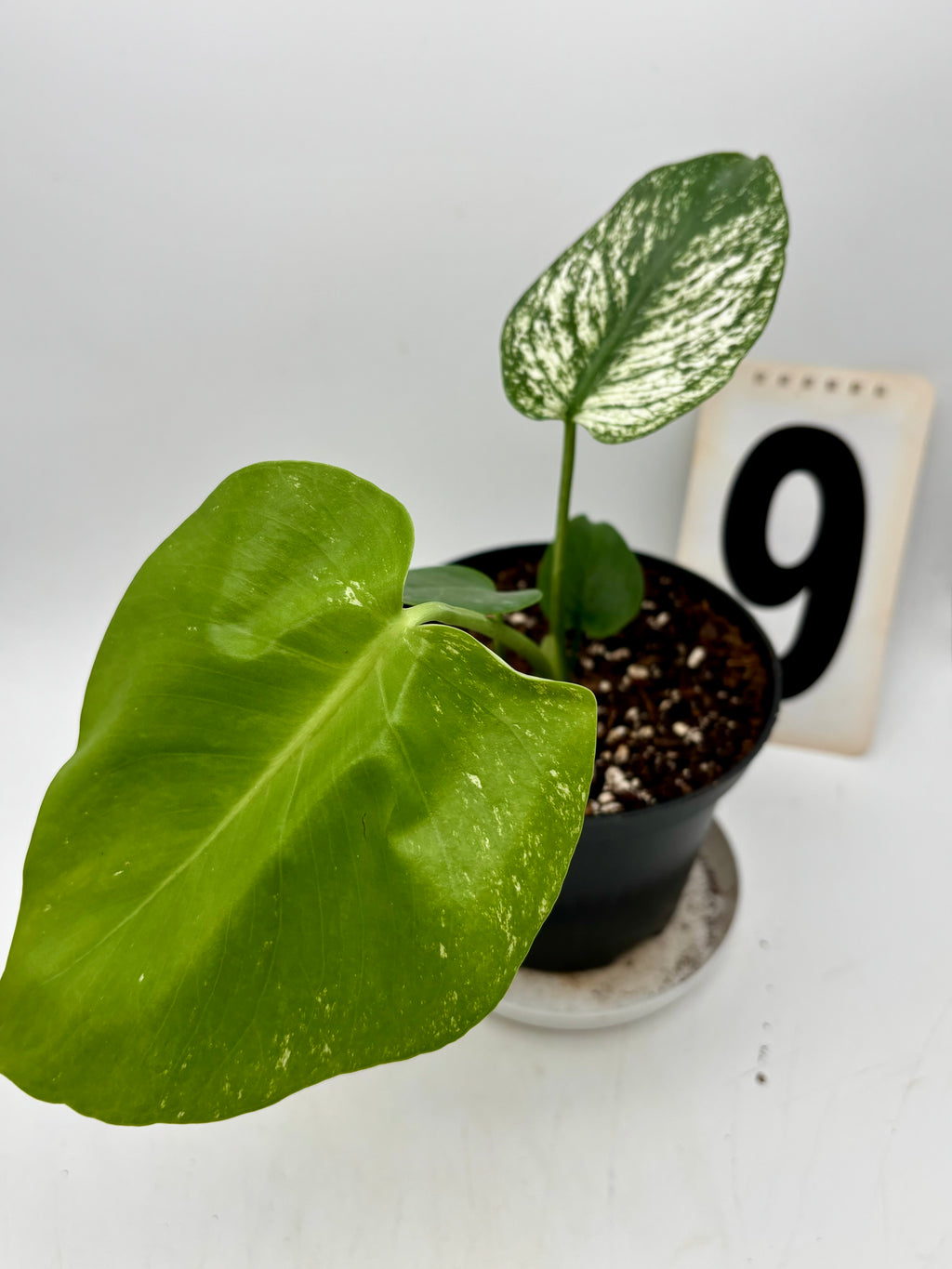 Monstera Devil Monster Variegata
