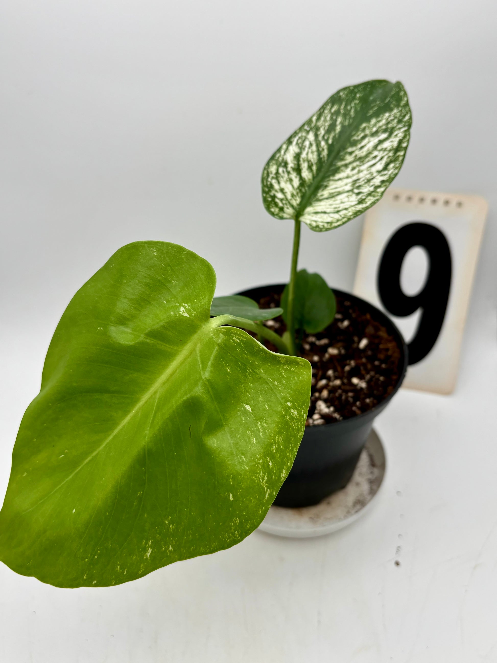 Monstera Devil Monster Variegata