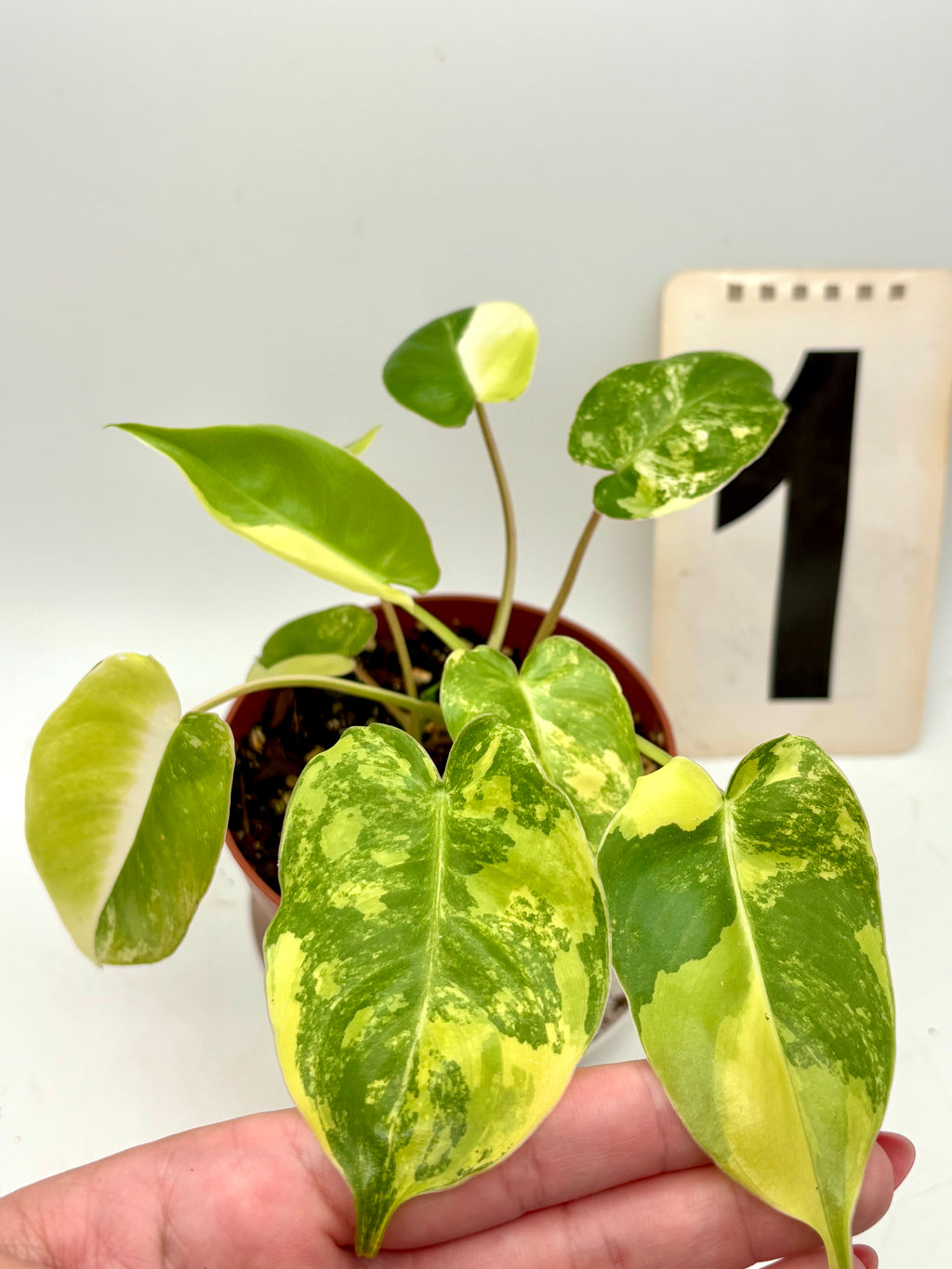 Philodendron Burle Marx Variegata