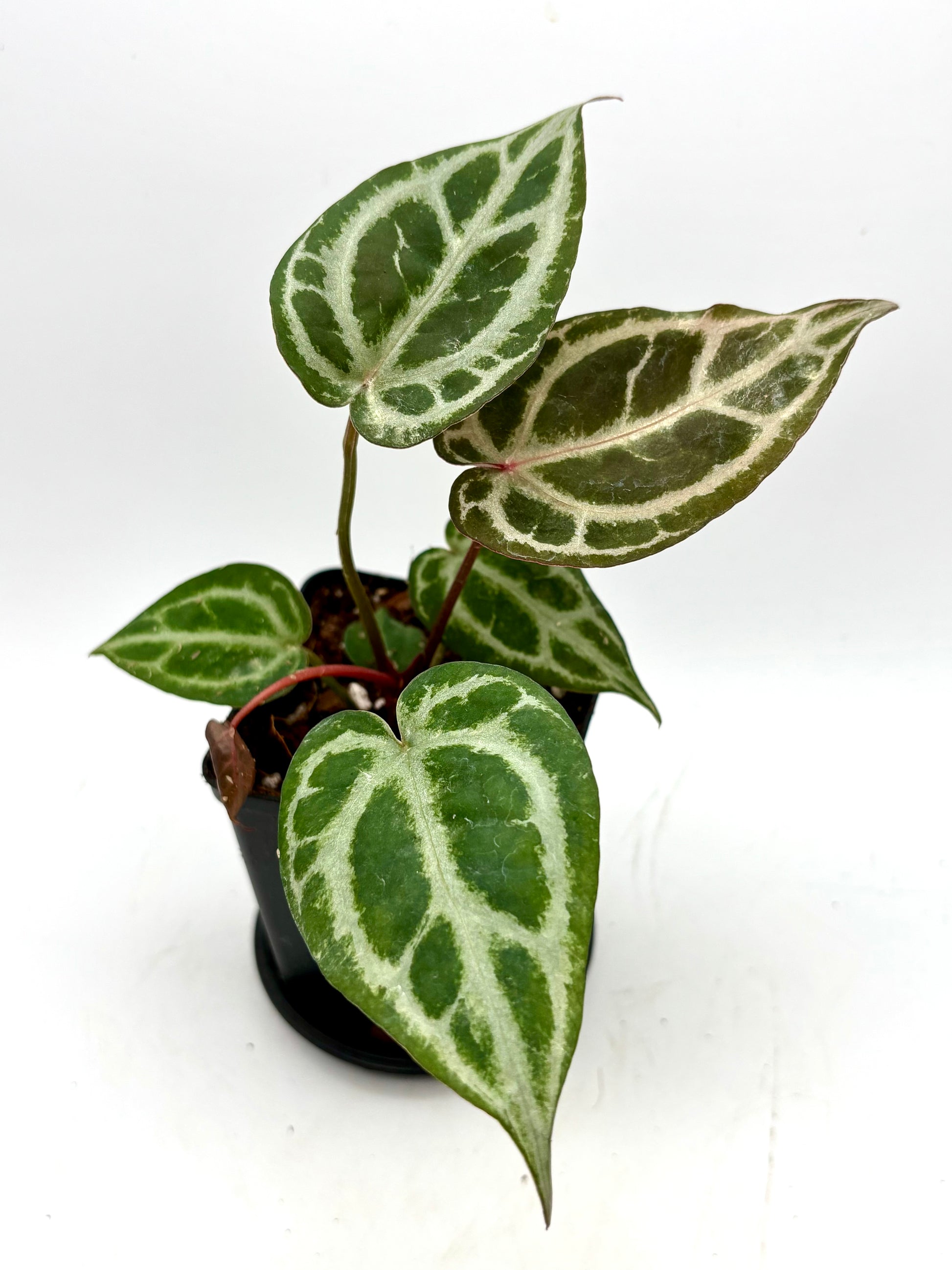 Anthurium Red Crystallinum × 'Silver Blush'