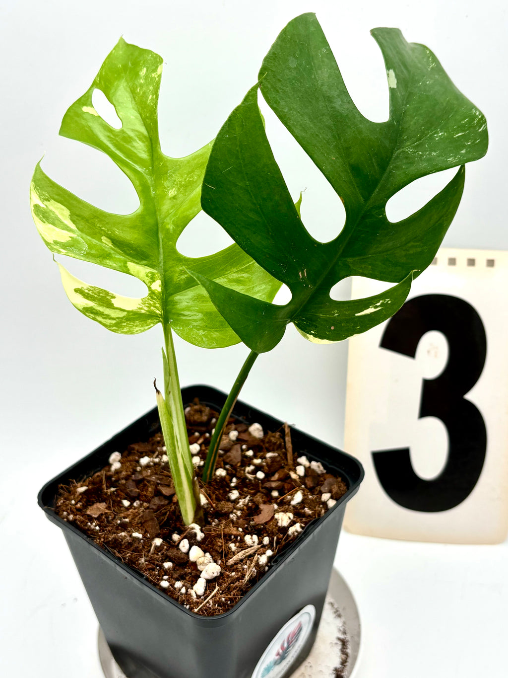 Rhaphidophora Tetrasperma Albo Variegata, auch Monstera Minima, mit grünen und weißen gestreiften Blättern, exotische Zimmerpflanze