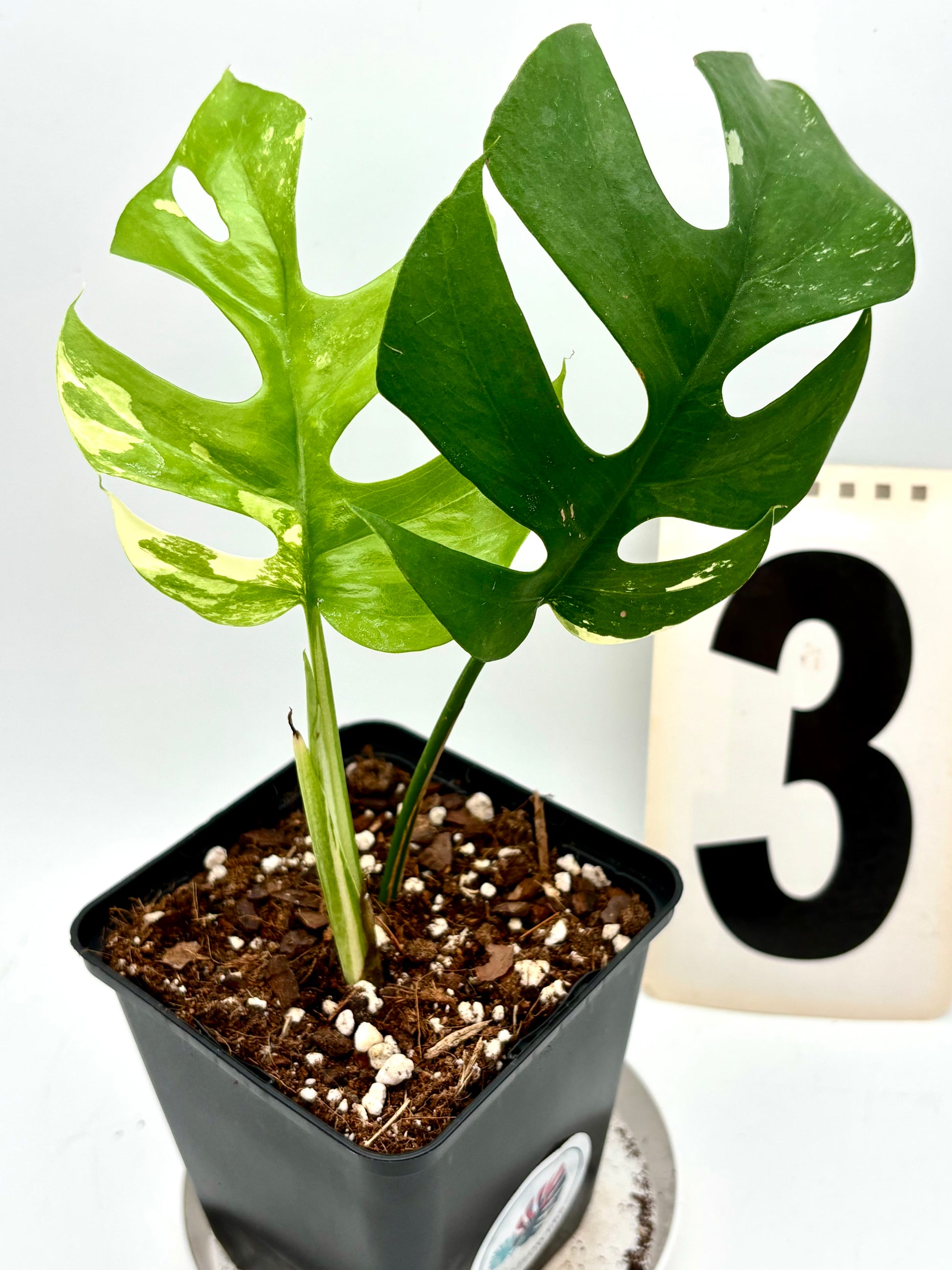 Rhaphidophora Tetrasperma Albo Variegata, auch Monstera Minima, mit grünen und weißen gestreiften Blättern, exotische Zimmerpflanze