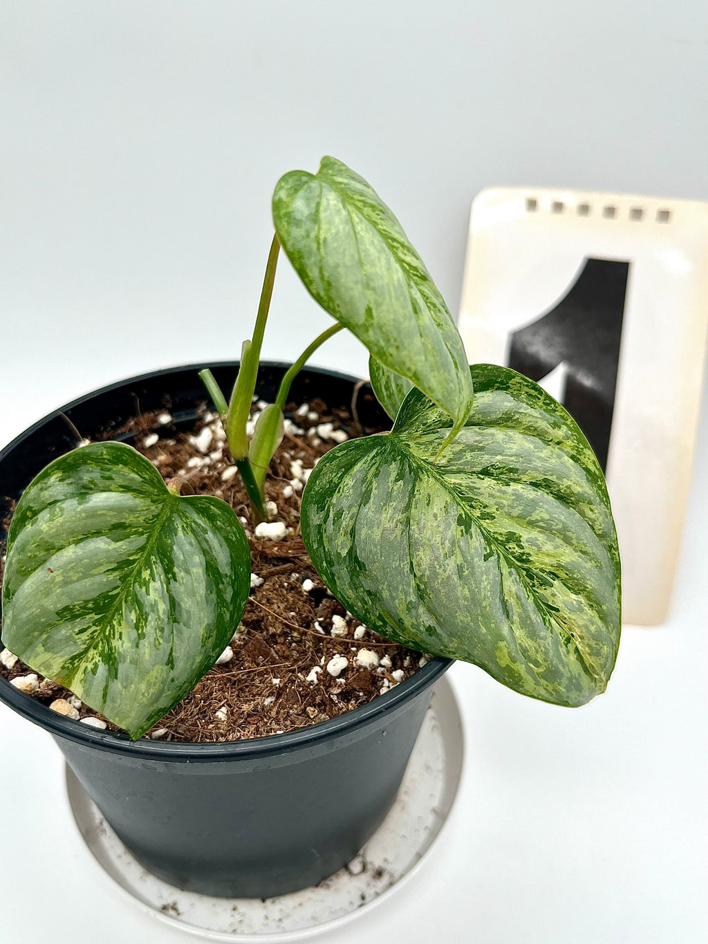 Philodendron Sodiroi Variegata